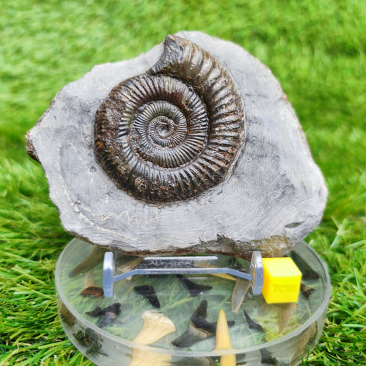 Dactylioceras North Yorkshire ammonite fossil - North Yorkshire Fossils