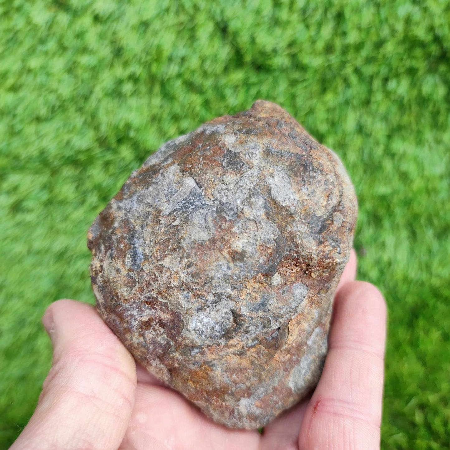 Dactylioceras North Yorkshire ammonite fossil - North Yorkshire Fossils
