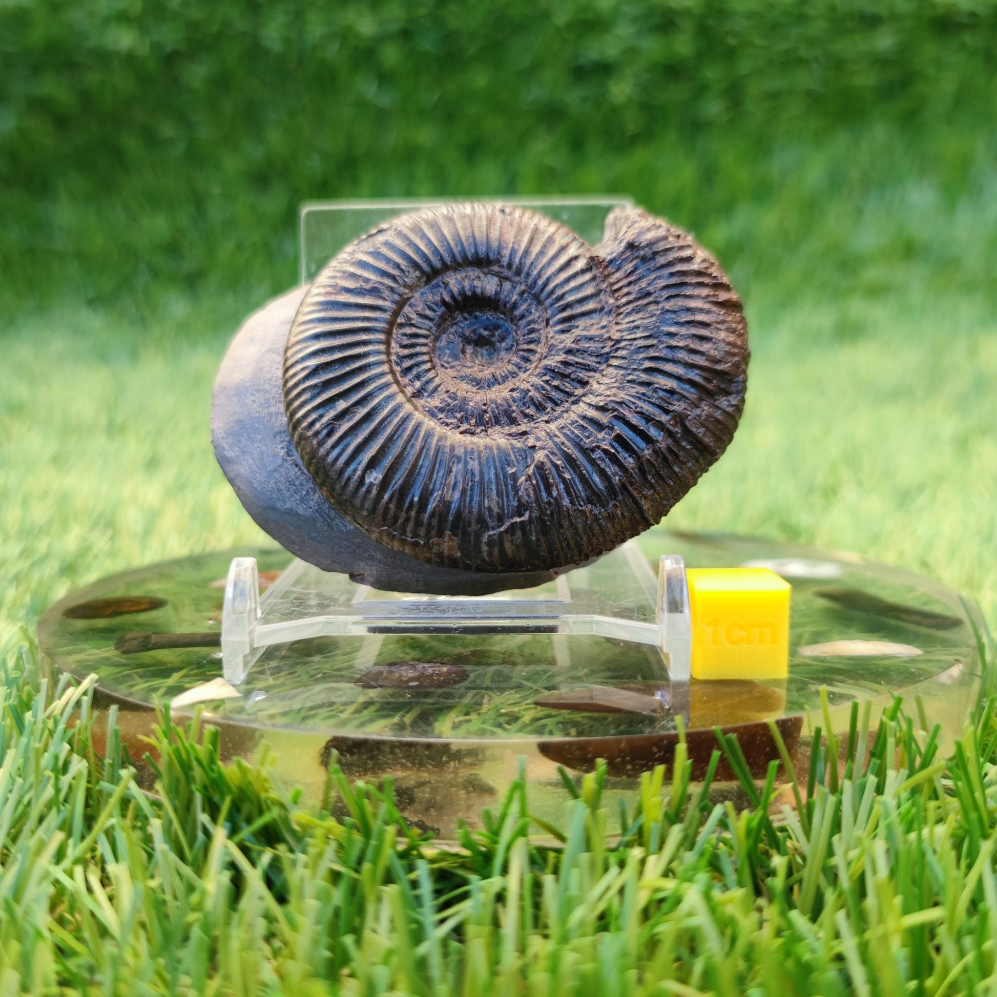 Dactylioceras semicelatum ammonite fossil North Yorkshire Fossils - North Yorkshire Fossils