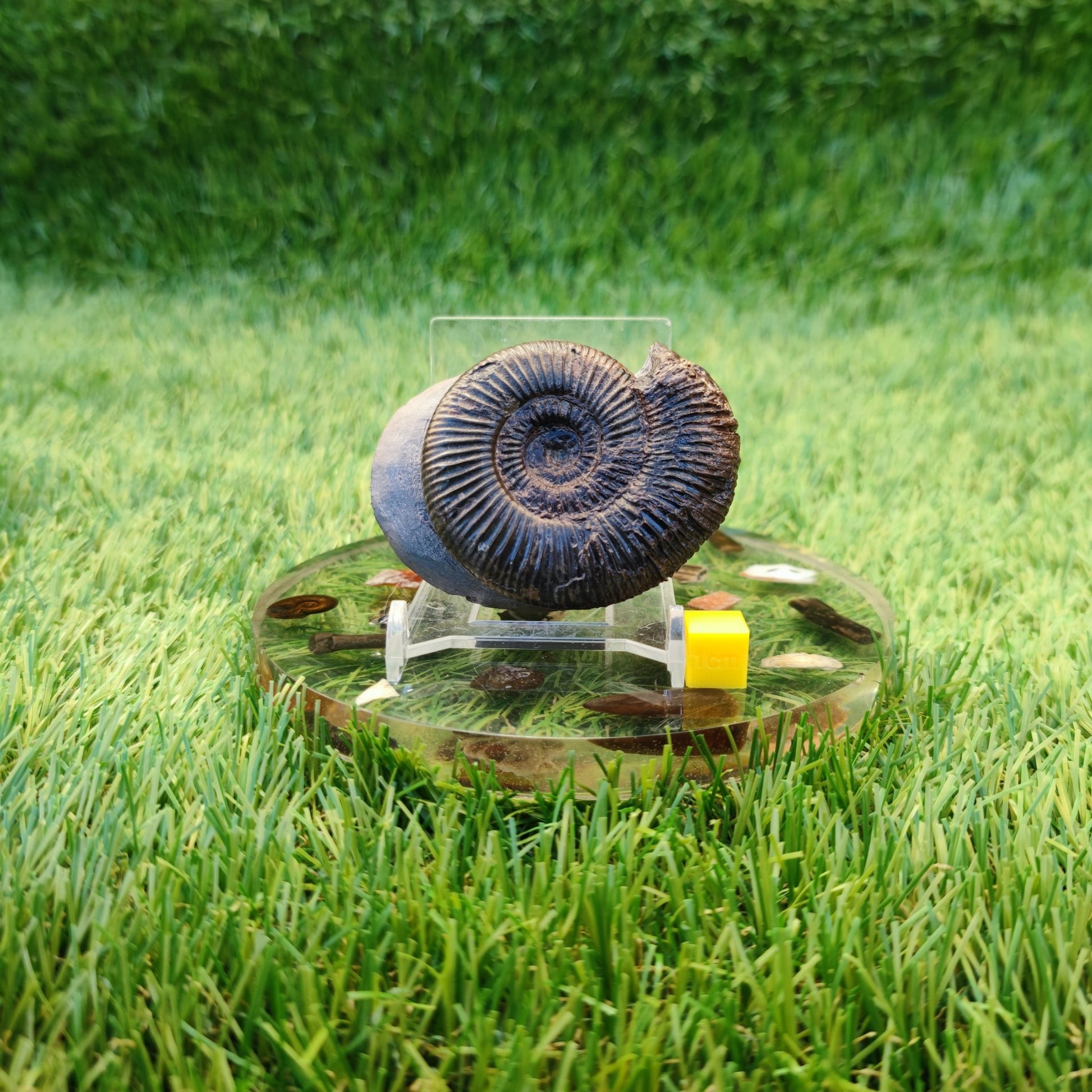 Dactylioceras semicelatum ammonite fossil North Yorkshire Fossils - North Yorkshire Fossils