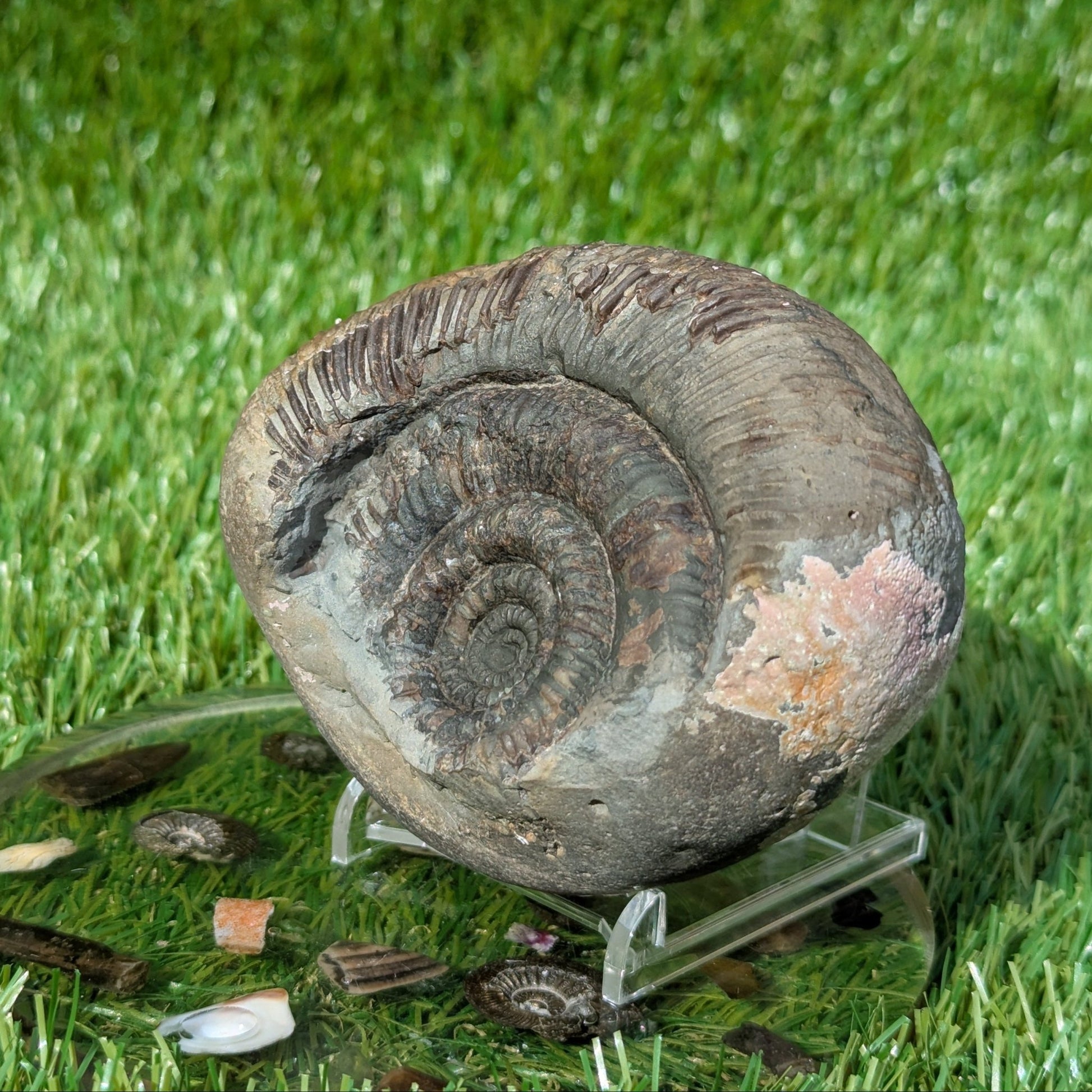 Dactylioceras semicelatum ammonite North Yorkshire fossils - North Yorkshire Fossils
