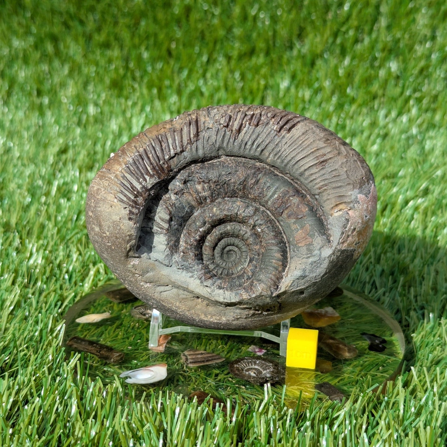 Dactylioceras semicelatum ammonite North Yorkshire fossils - North Yorkshire Fossils