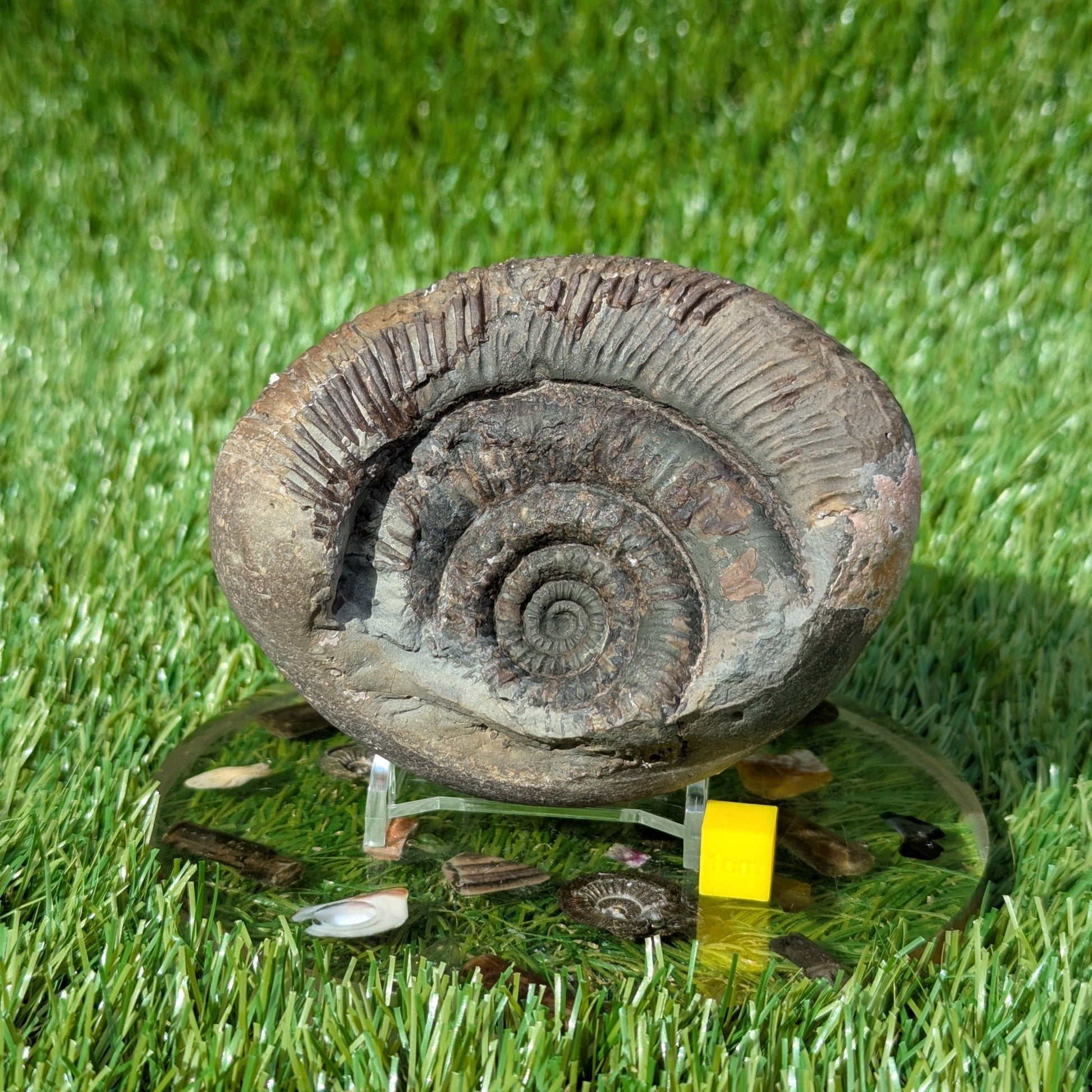 Dactylioceras semicelatum ammonite North Yorkshire fossils - North Yorkshire Fossils