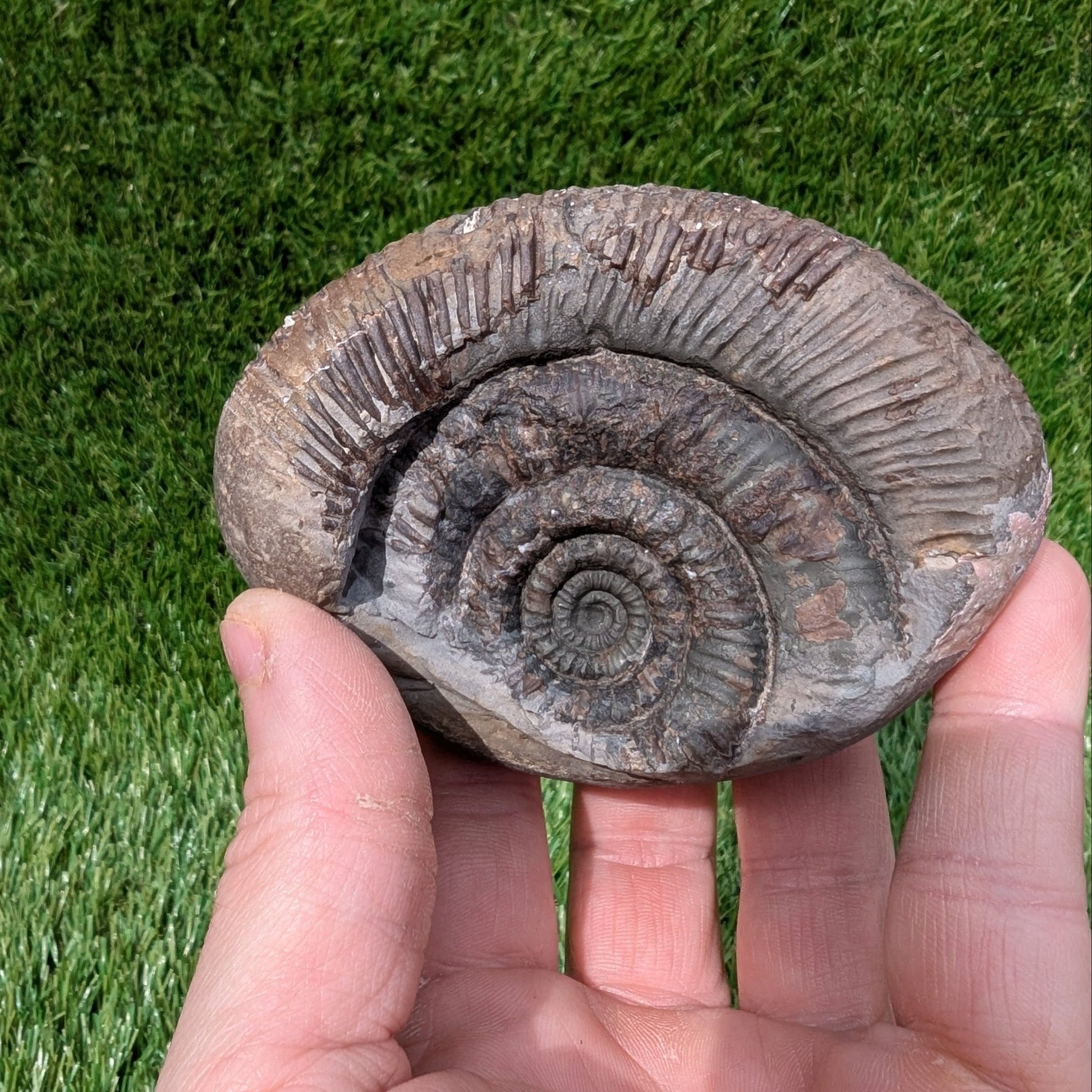 Dactylioceras semicelatum ammonite North Yorkshire fossils - North Yorkshire Fossils