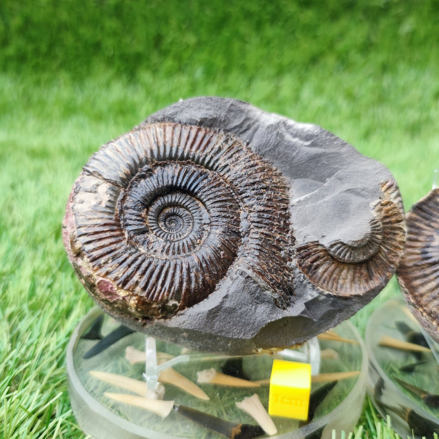 Dactylioceras semicelatum ammonite split pair North Yorkshire fossils - North Yorkshire Fossils