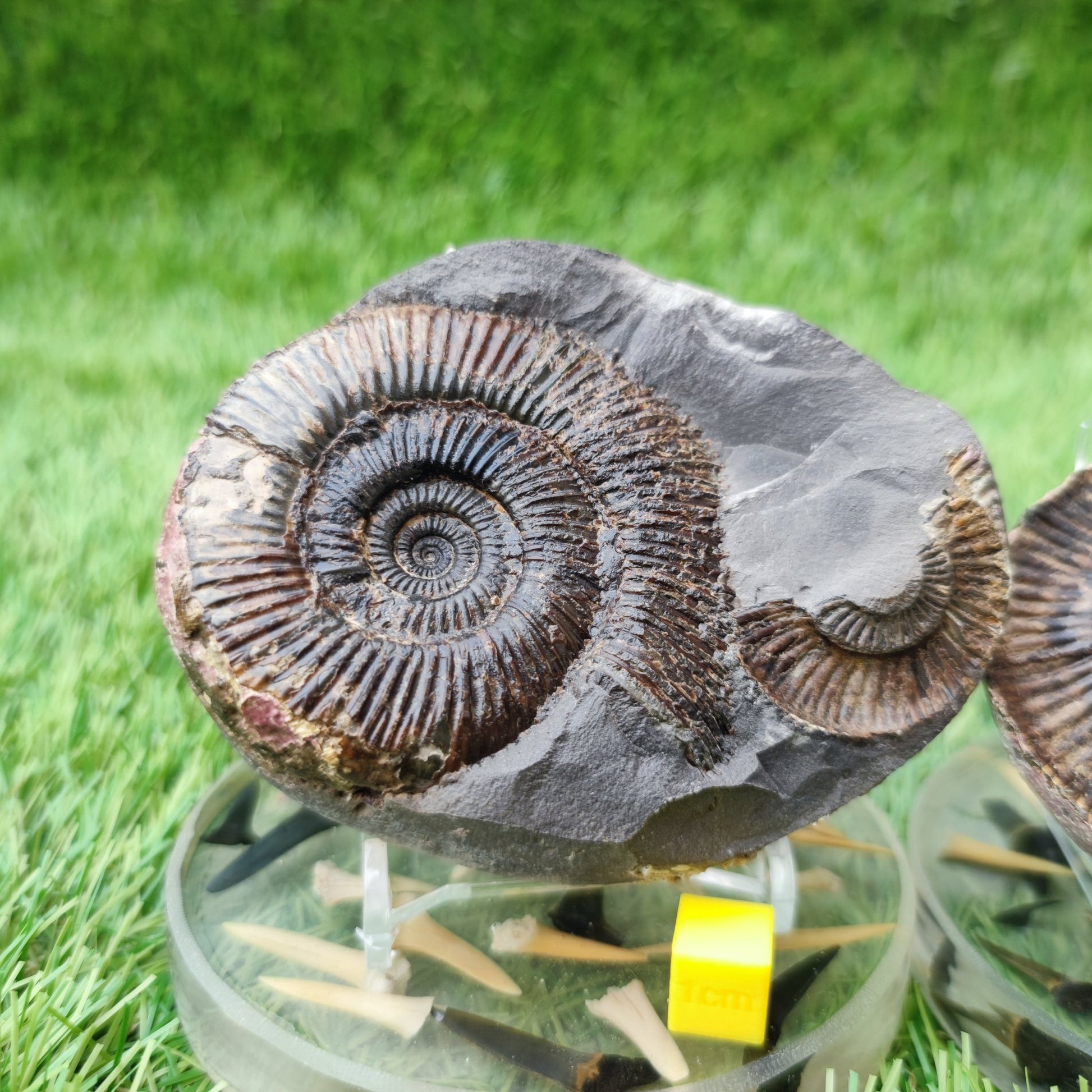 Dactylioceras semicelatum ammonite split pair North Yorkshire fossils - North Yorkshire Fossils