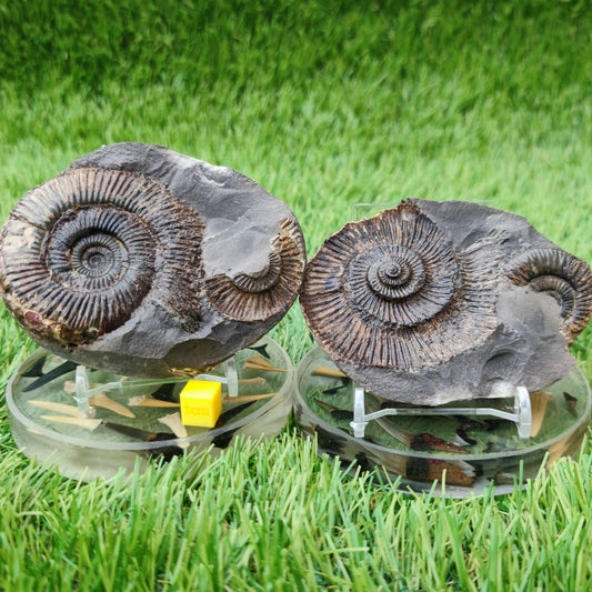 Dactylioceras semicelatum ammonite split pair North Yorkshire fossils - North Yorkshire Fossils