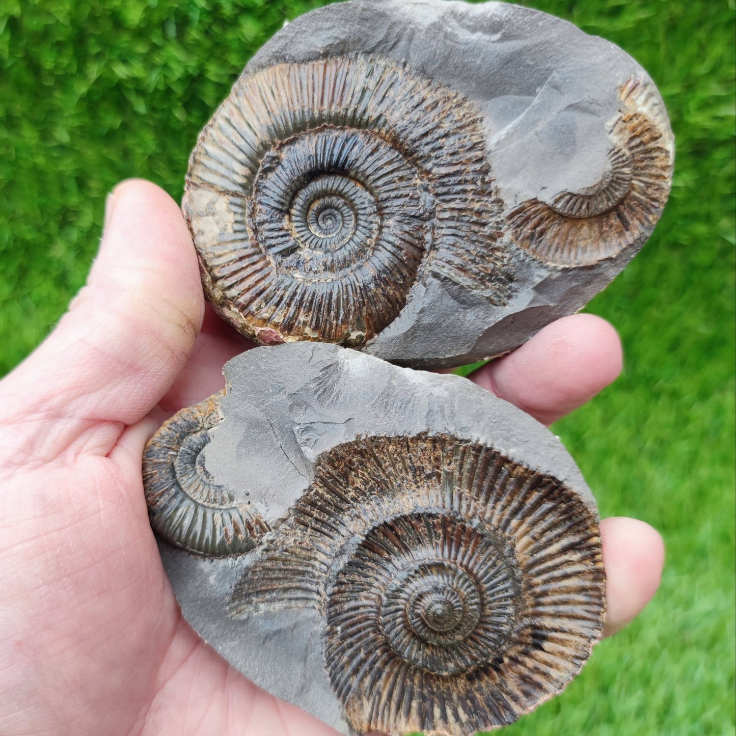 Dactylioceras semicelatum ammonite split pair North Yorkshire fossils - North Yorkshire Fossils