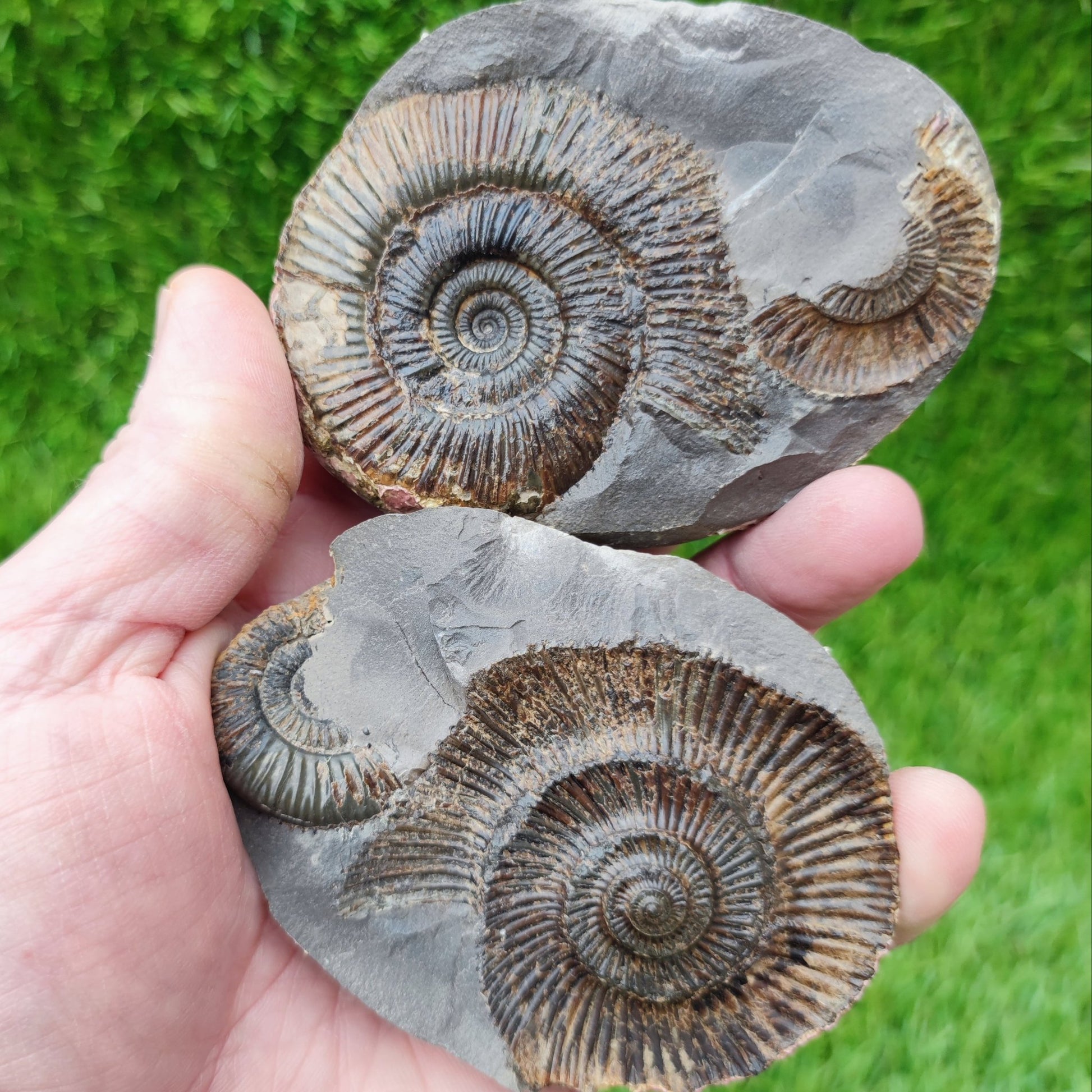 Dactylioceras semicelatum ammonite split pair North Yorkshire fossils - North Yorkshire Fossils