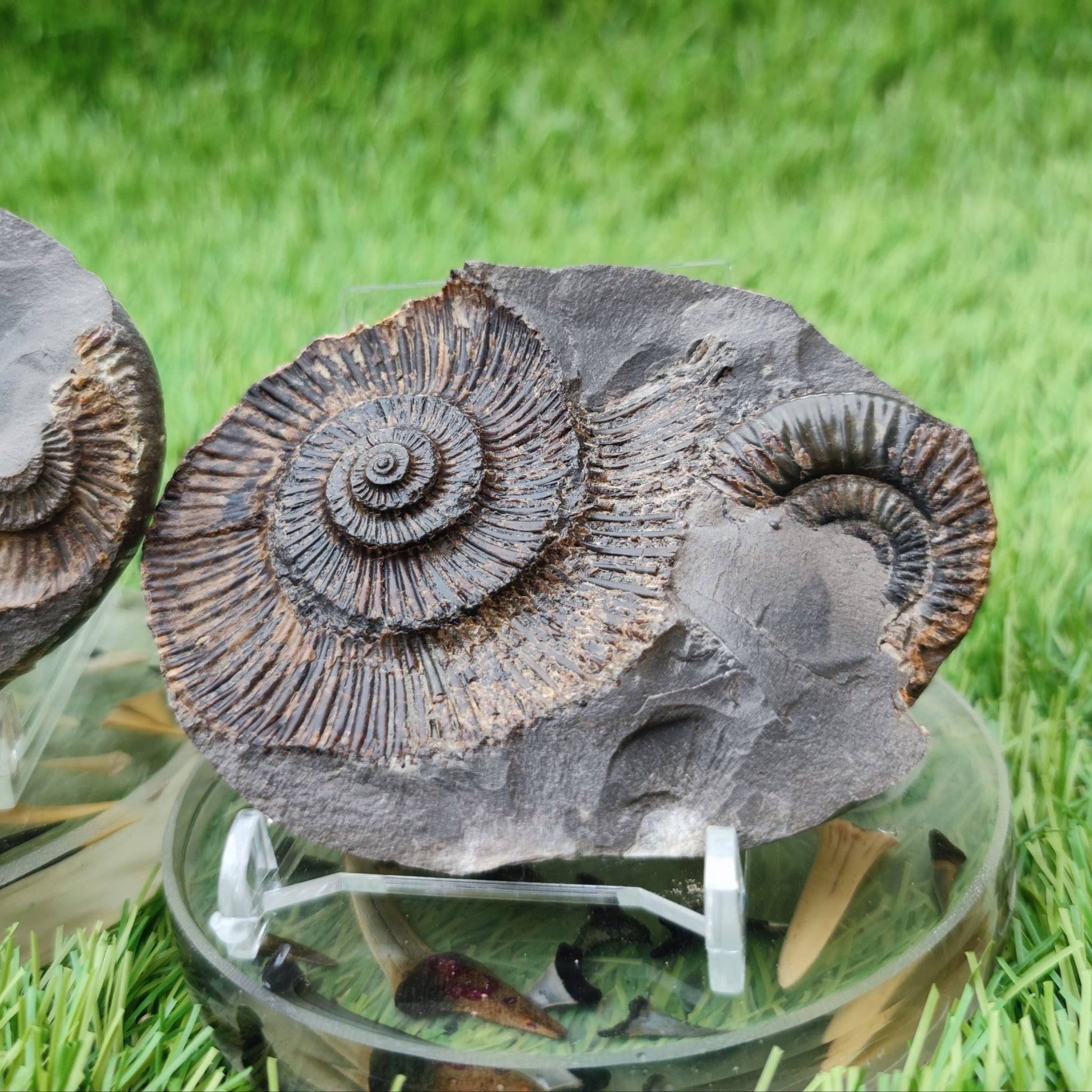 Dactylioceras semicelatum ammonite split pair North Yorkshire fossils - North Yorkshire Fossils