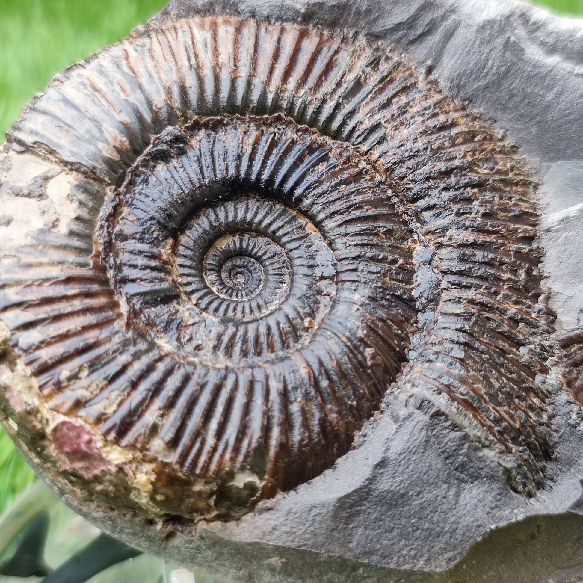 Dactylioceras semicelatum ammonite split pair North Yorkshire fossils - North Yorkshire Fossils