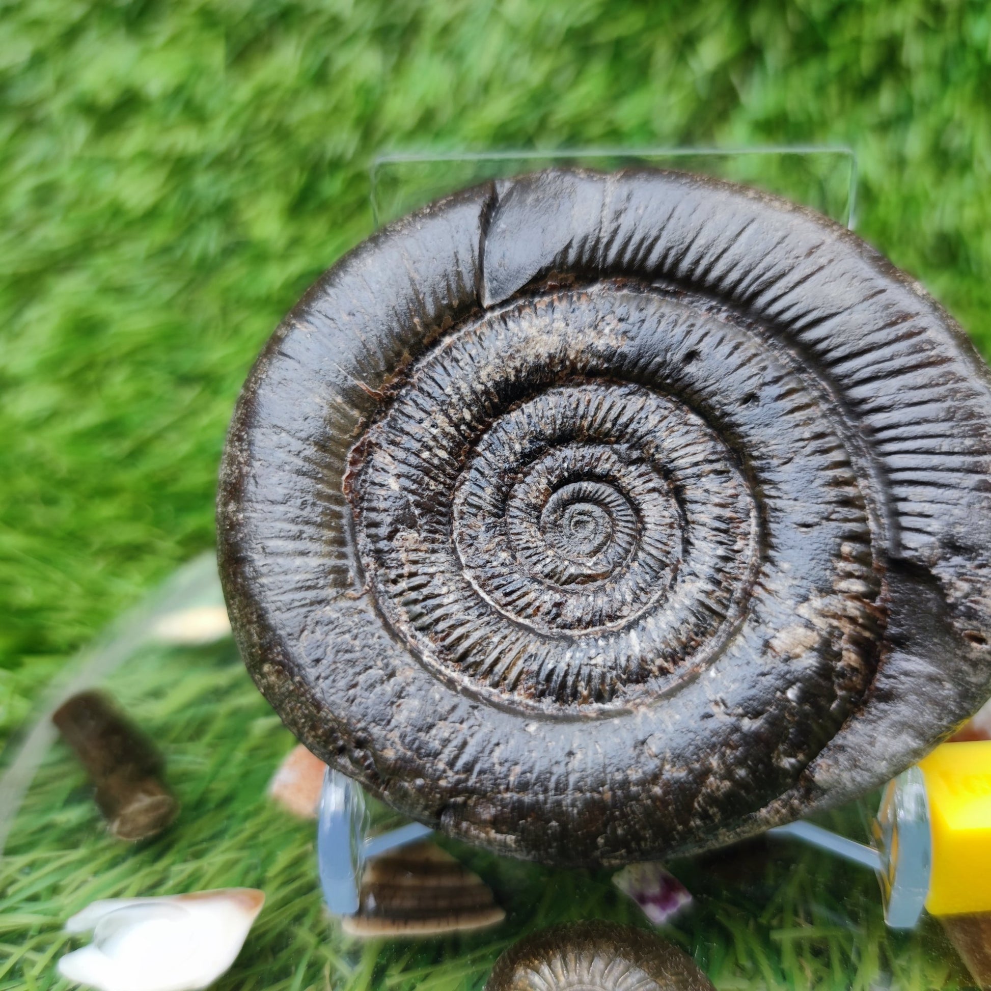 Dactylioceras tenuicostatum ammonite fossiil Yorkshire - North Yorkshire Fossils
