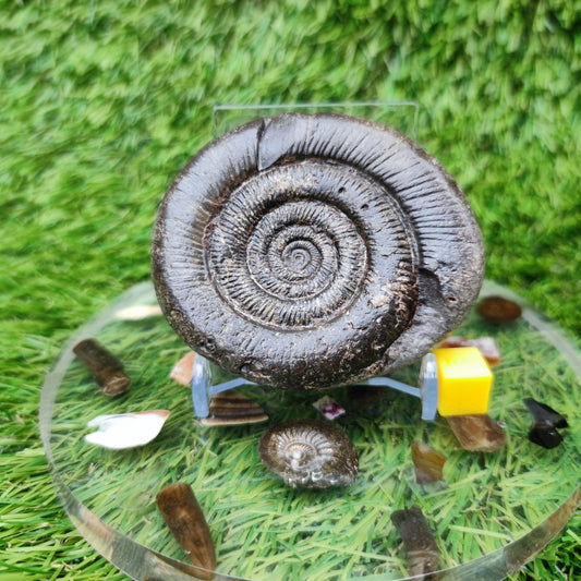 Dactylioceras tenuicostatum ammonite fossiil Yorkshire - North Yorkshire Fossils
