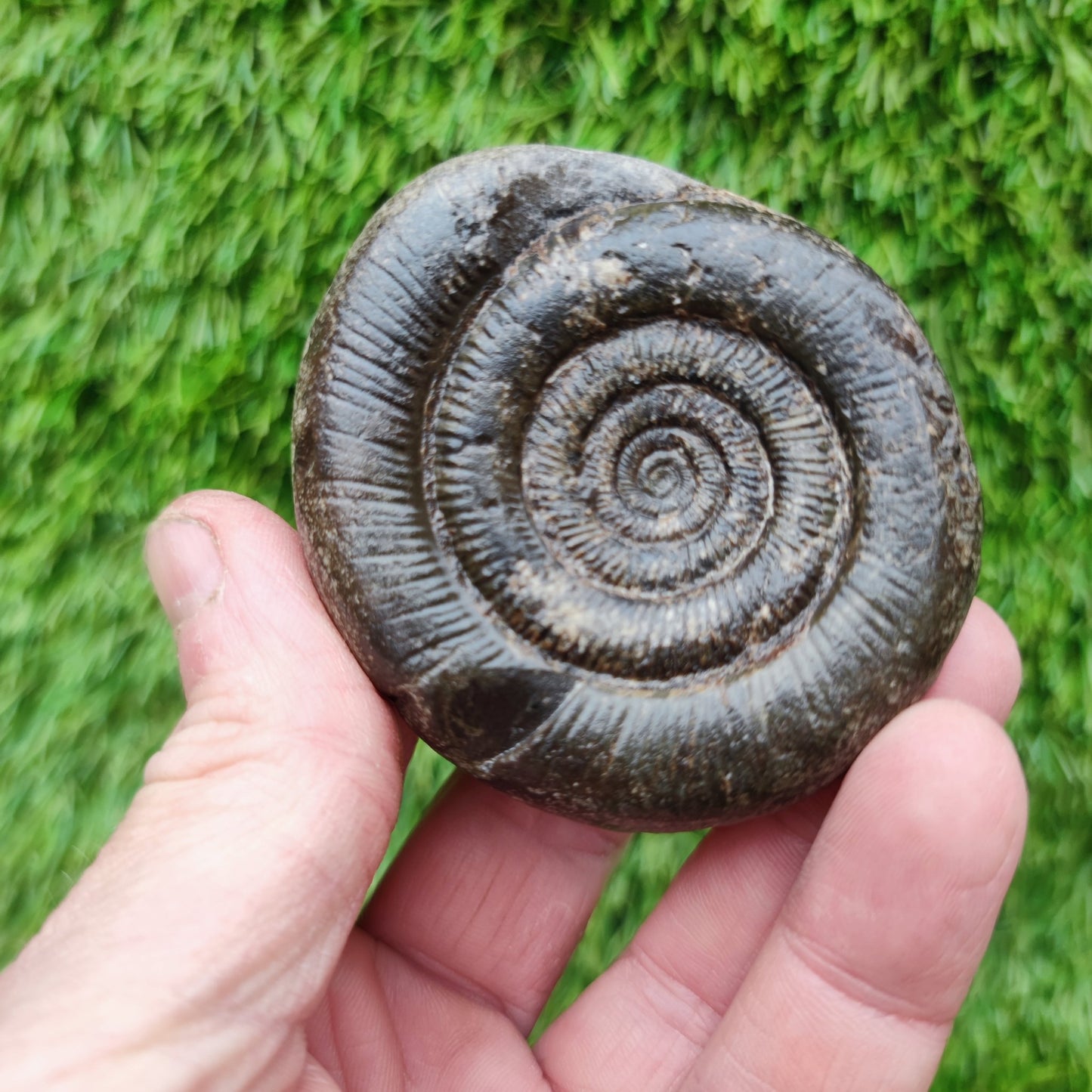 Dactylioceras tenuicostatum ammonite fossiil Yorkshire - North Yorkshire Fossils