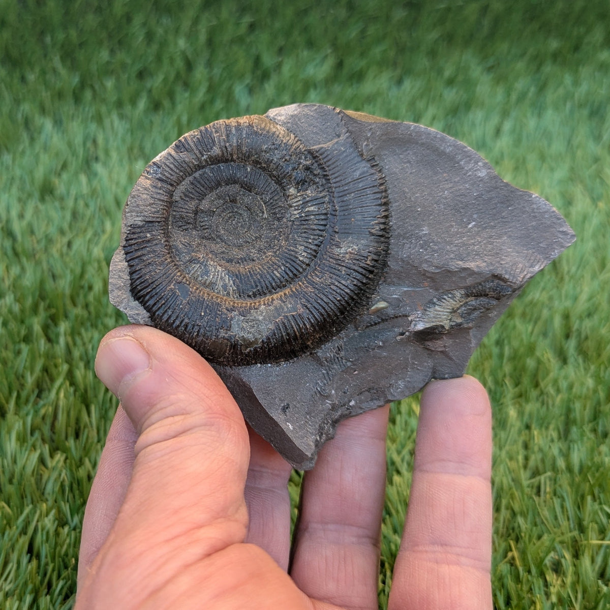 Dactylioceras tenuicostatum ammonite fossil - North Yorkshire Fossils