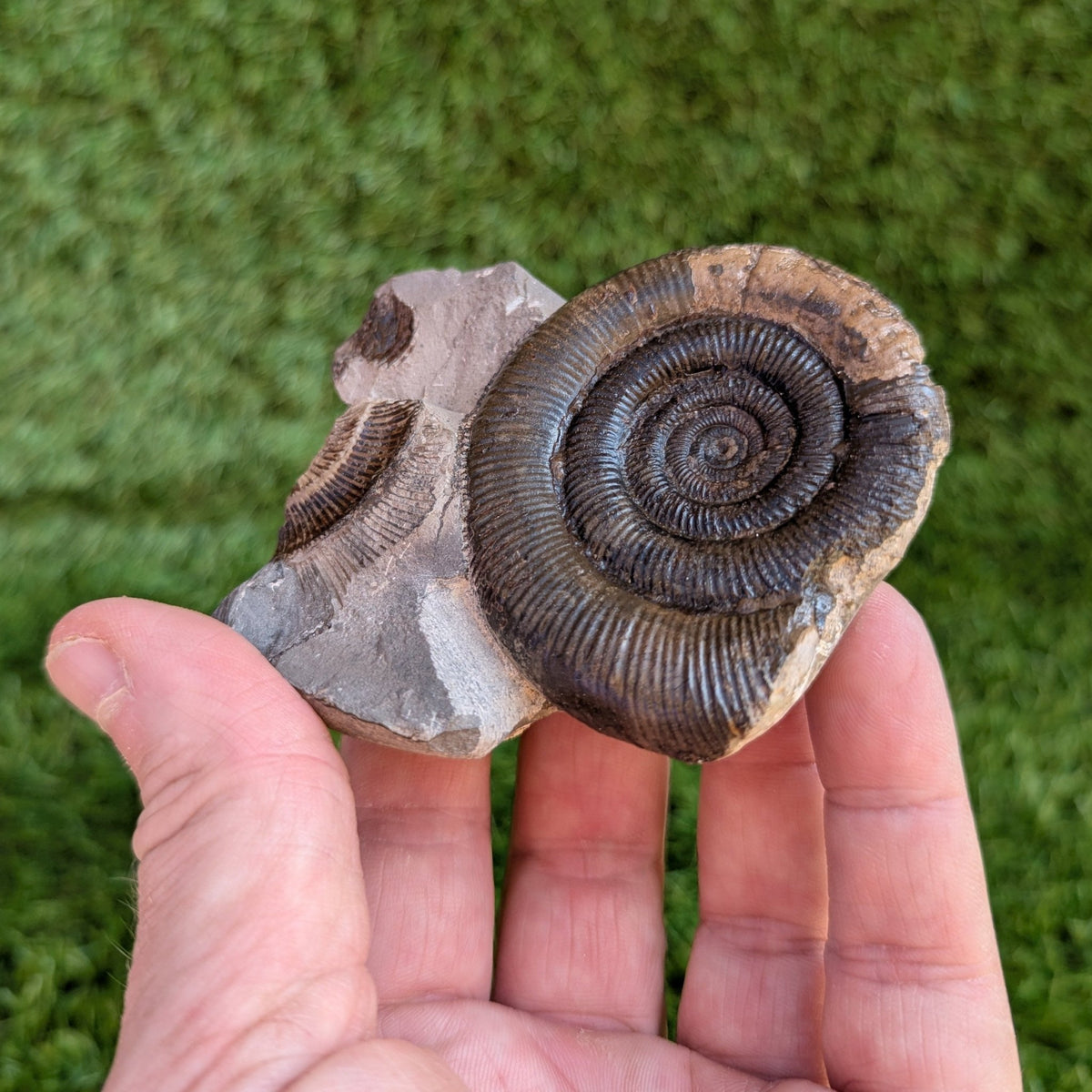 Dactylioceras tenuicostatum ammonite fossil - North Yorkshire Fossils