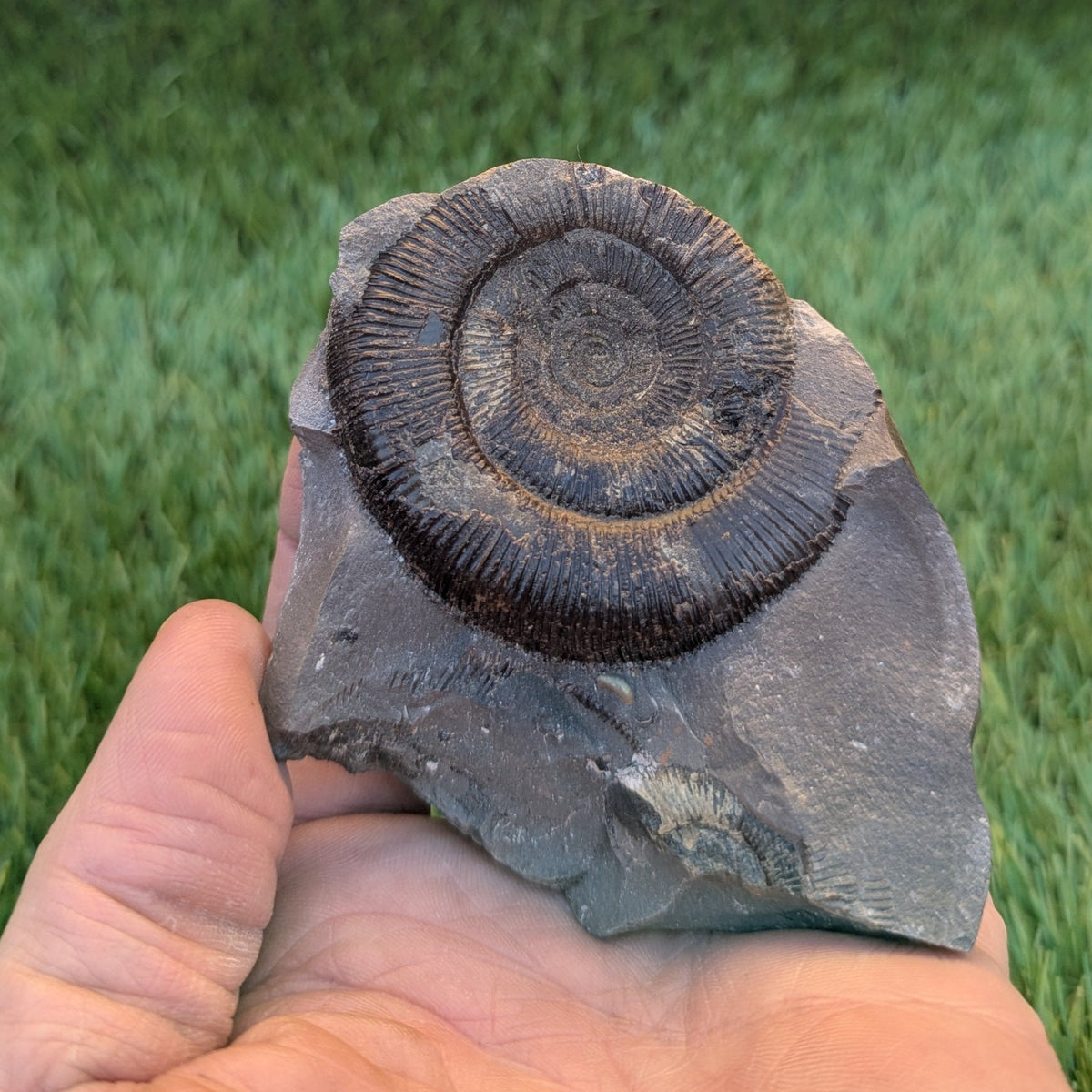 Dactylioceras tenuicostatum ammonite fossil - North Yorkshire Fossils