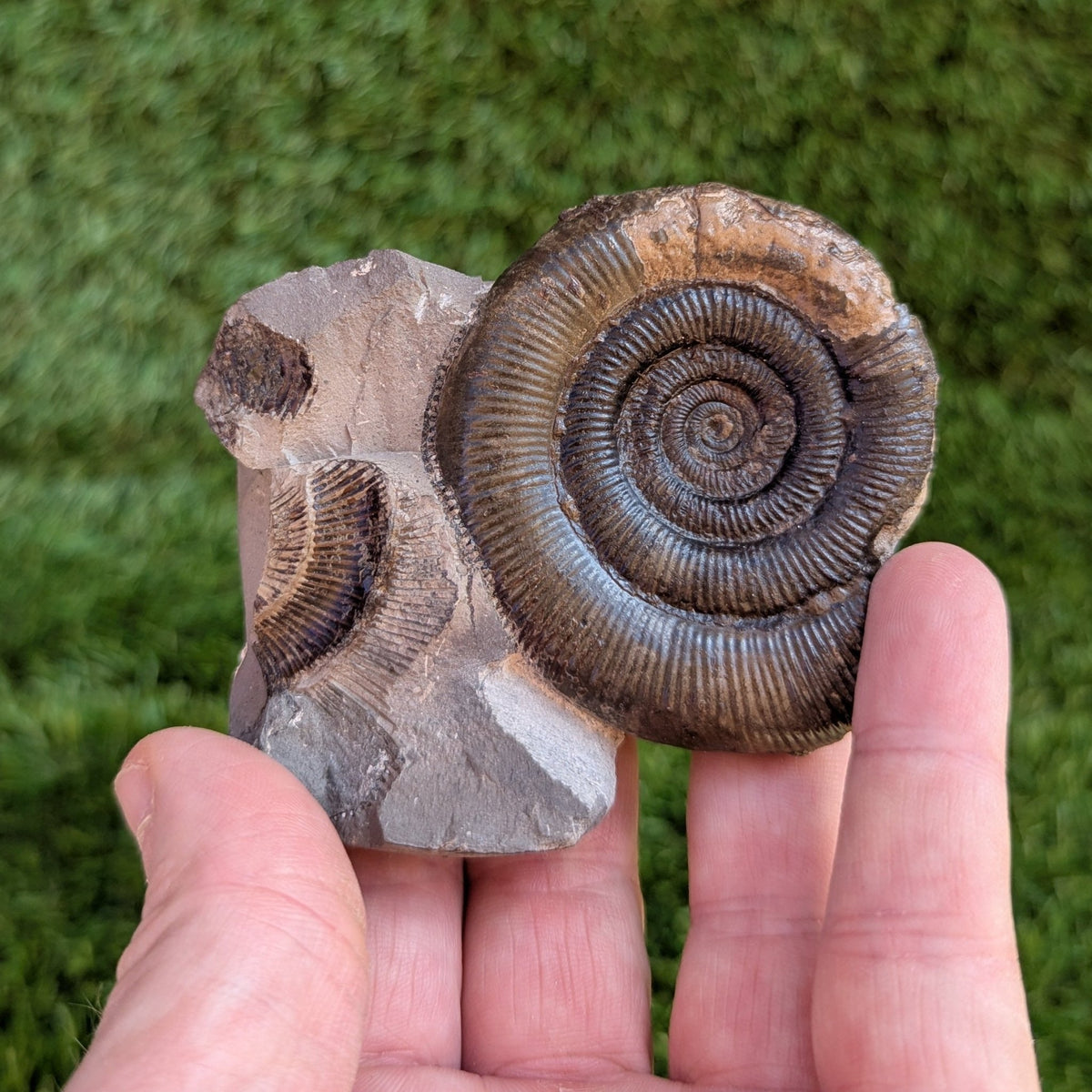 Dactylioceras tenuicostatum ammonite fossil - North Yorkshire Fossils