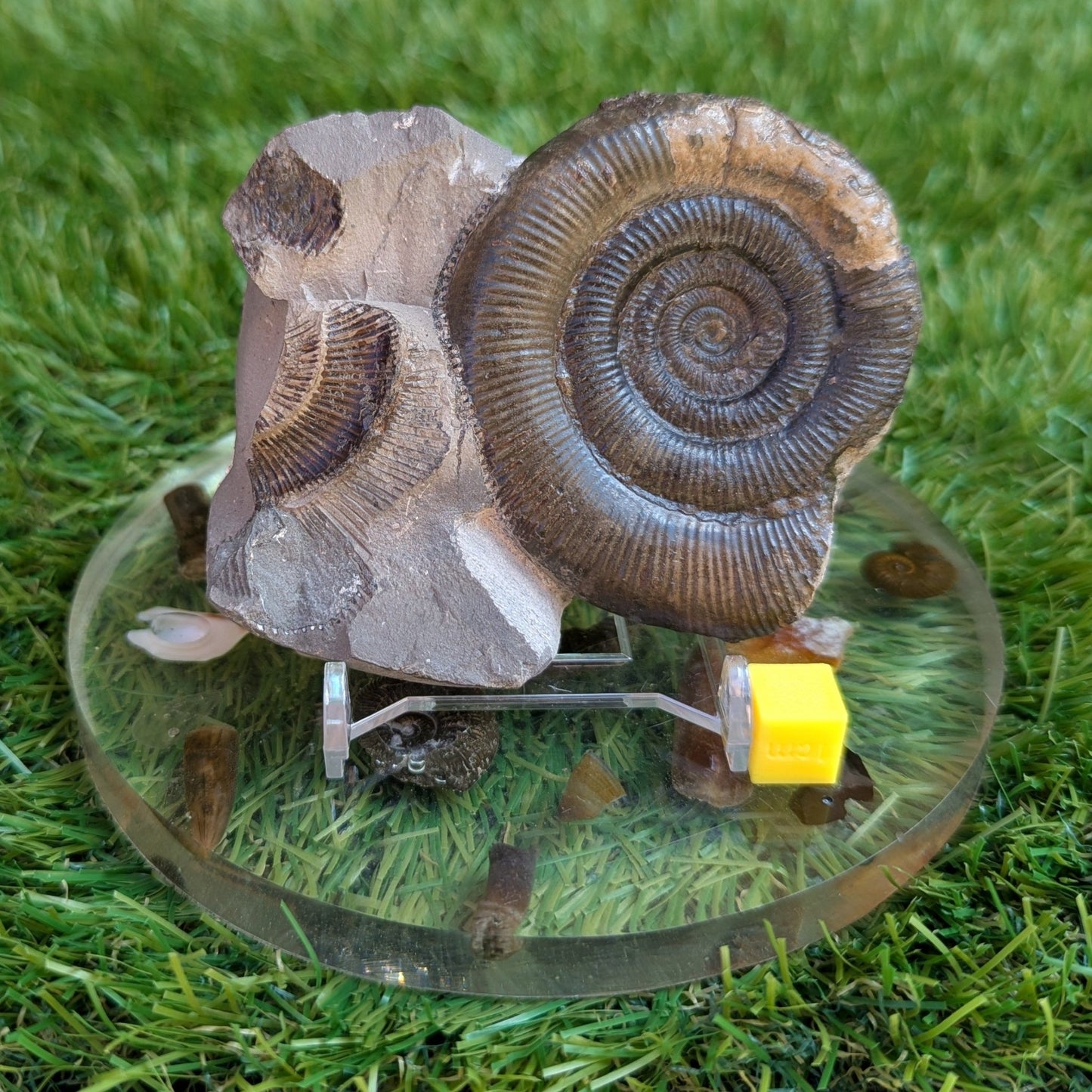 Dactylioceras tenuicostatum ammonite fossil - North Yorkshire Fossils