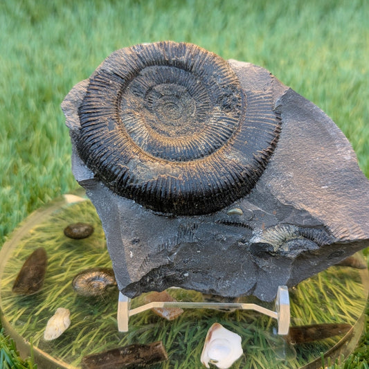 Dactylioceras tenuicostatum ammonite fossil - North Yorkshire Fossils