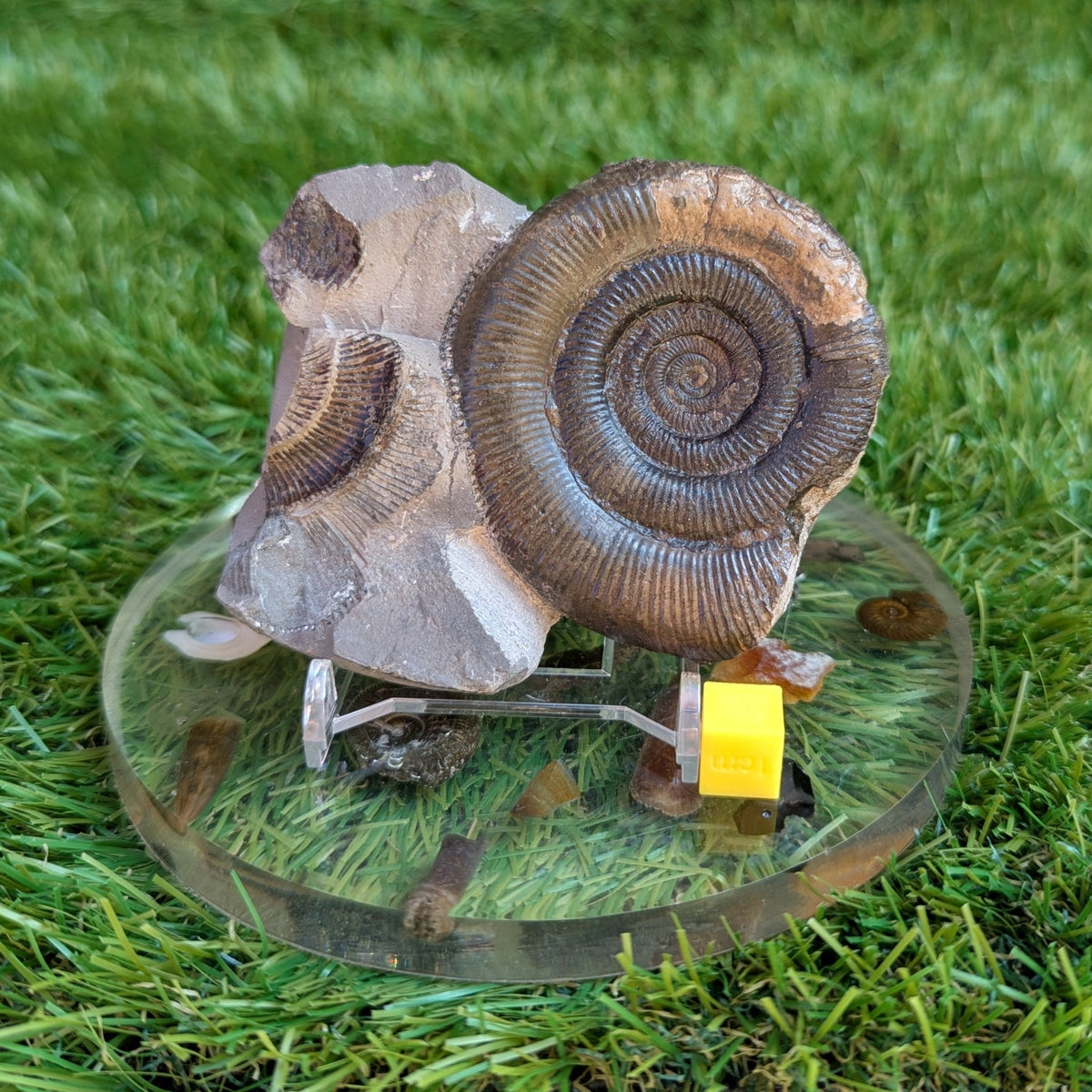 Dactylioceras tenuicostatum ammonite fossil - North Yorkshire Fossils