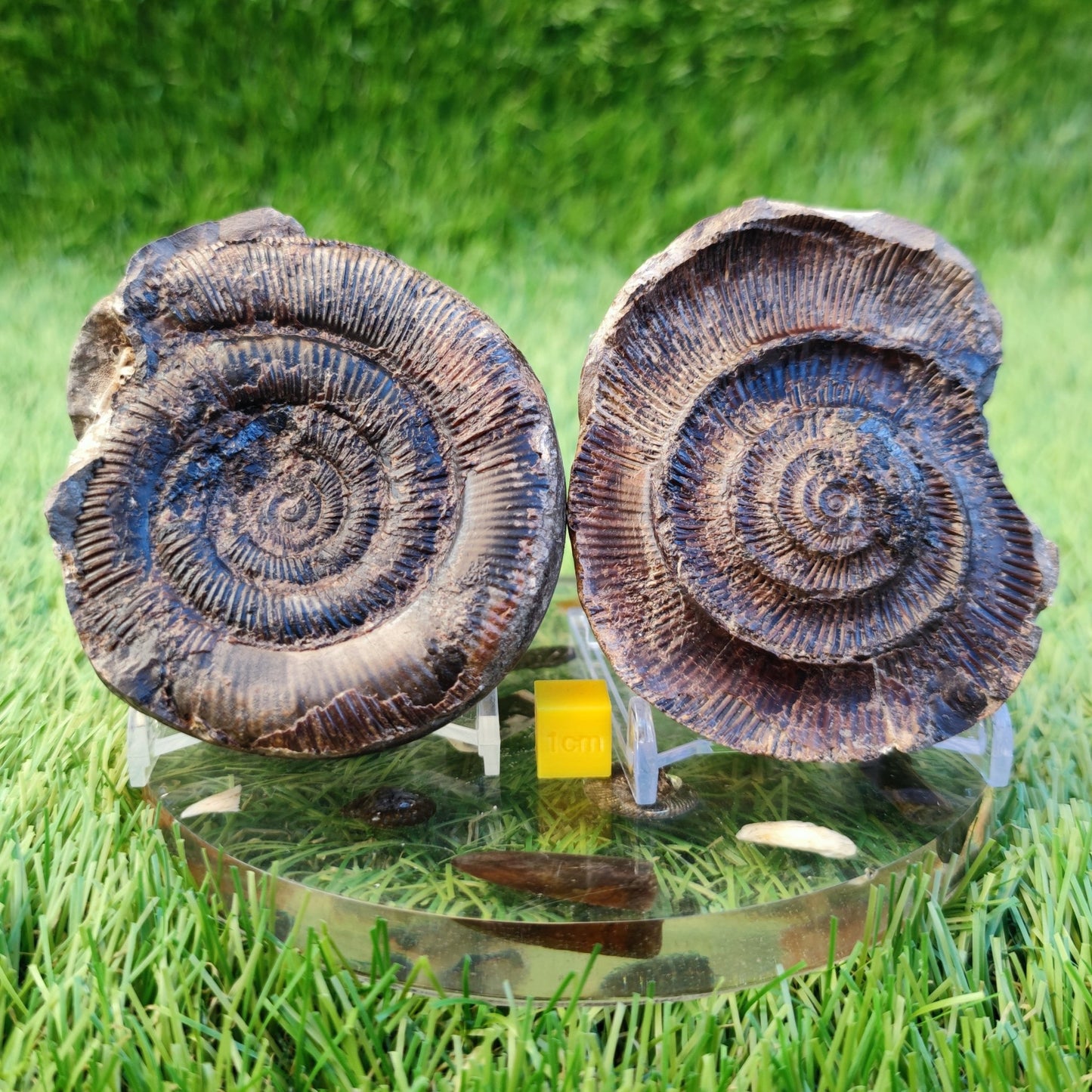 Dactylioceras tenuicostatum ammonite fossil split pair - North Yorkshire Fossils
