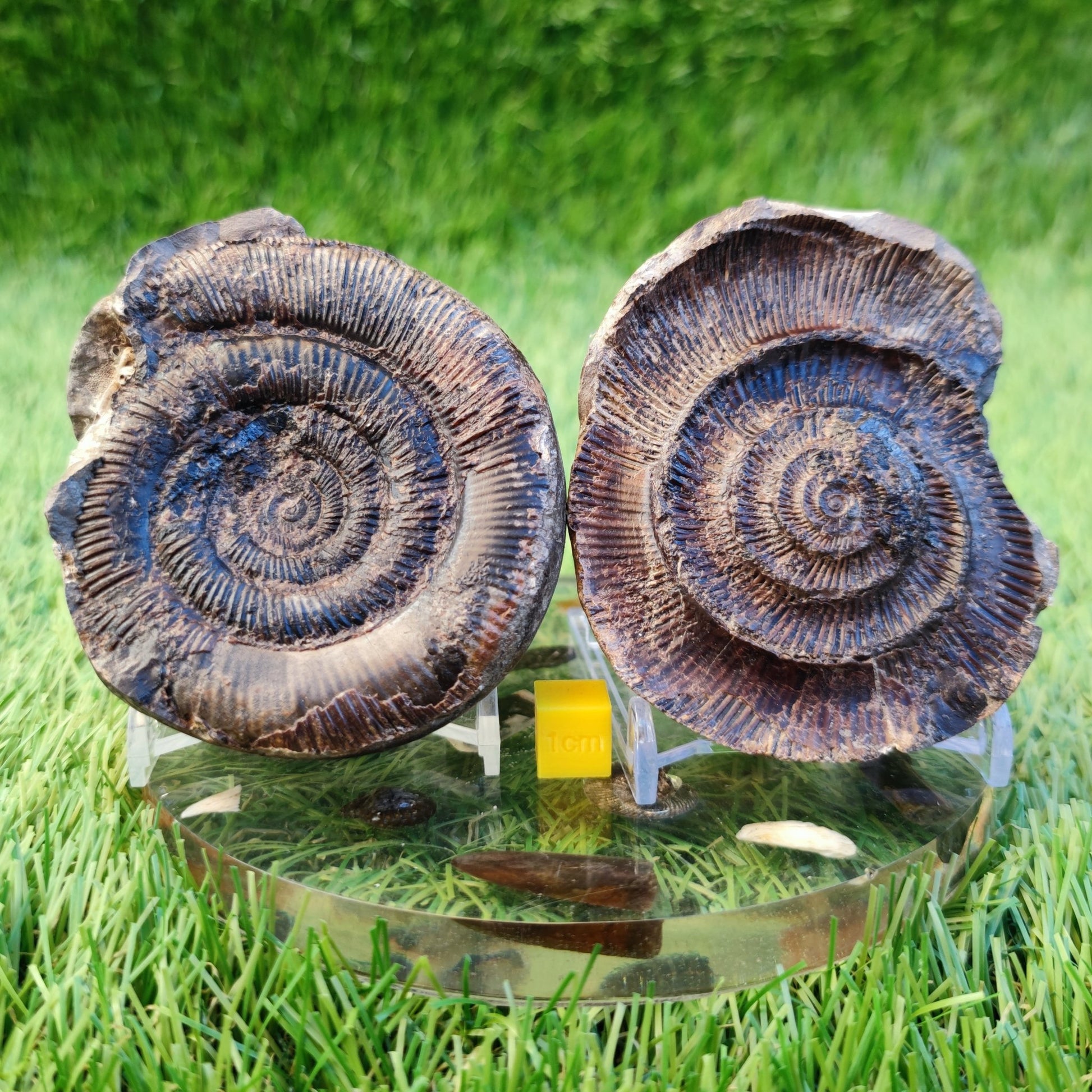 Dactylioceras tenuicostatum ammonite fossil split pair - North Yorkshire Fossils