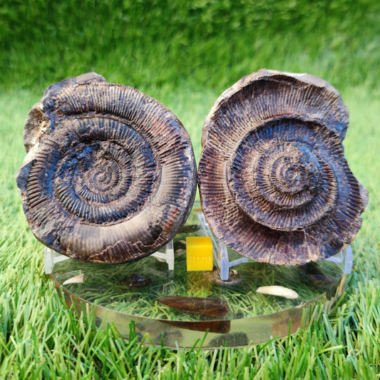 Dactylioceras tenuicostatum ammonite fossil split pair - North Yorkshire Fossils