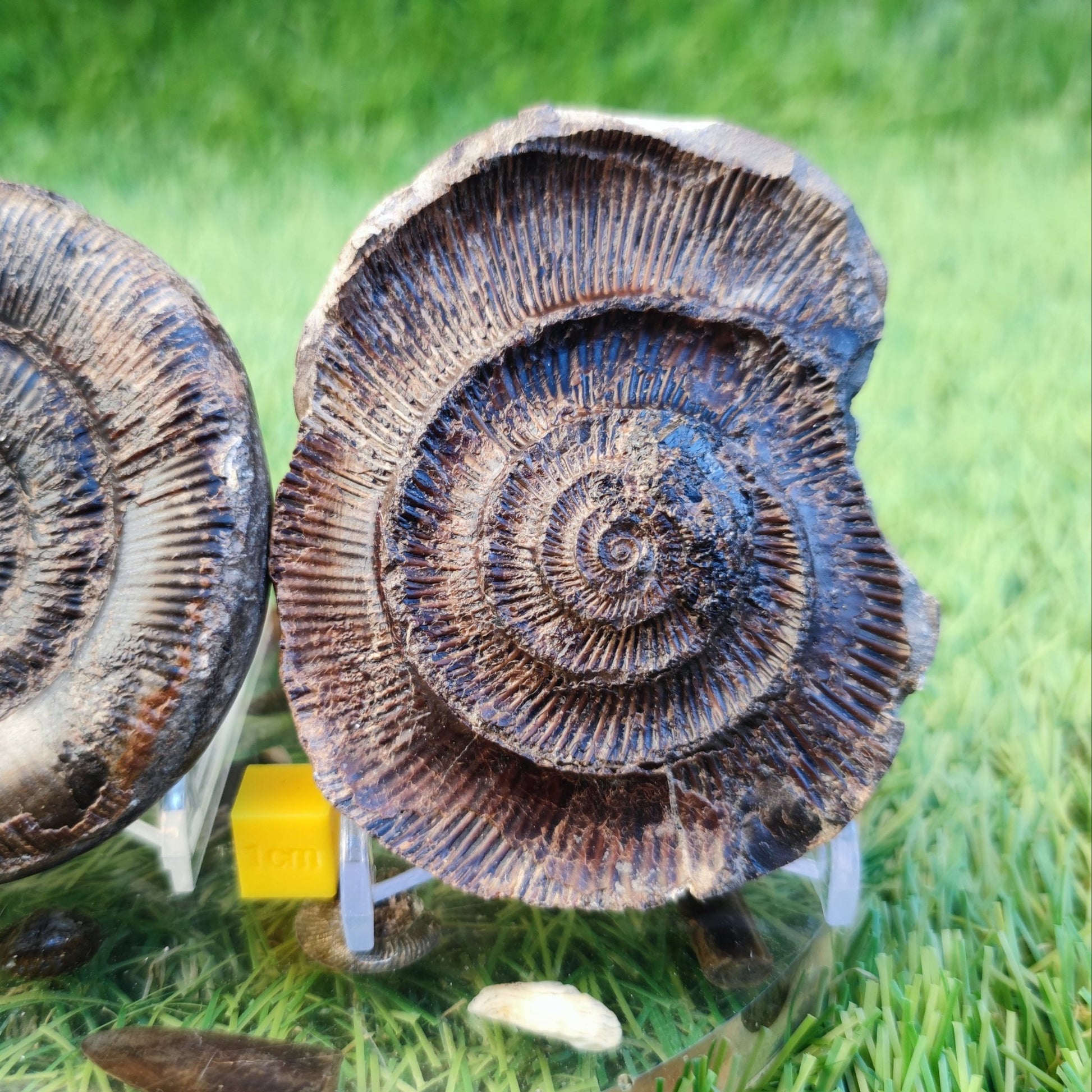 Dactylioceras tenuicostatum ammonite fossil split pair - North Yorkshire Fossils