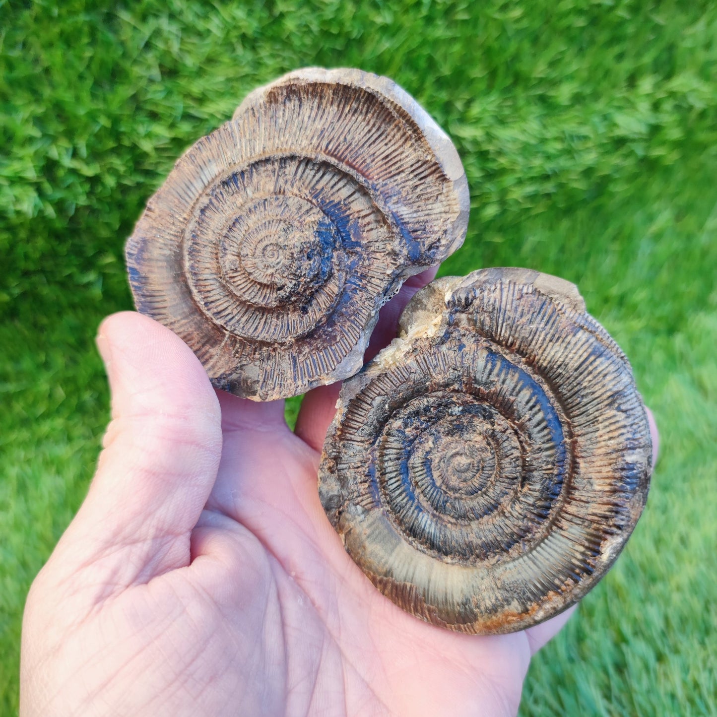 Dactylioceras tenuicostatum ammonite fossil split pair - North Yorkshire Fossils