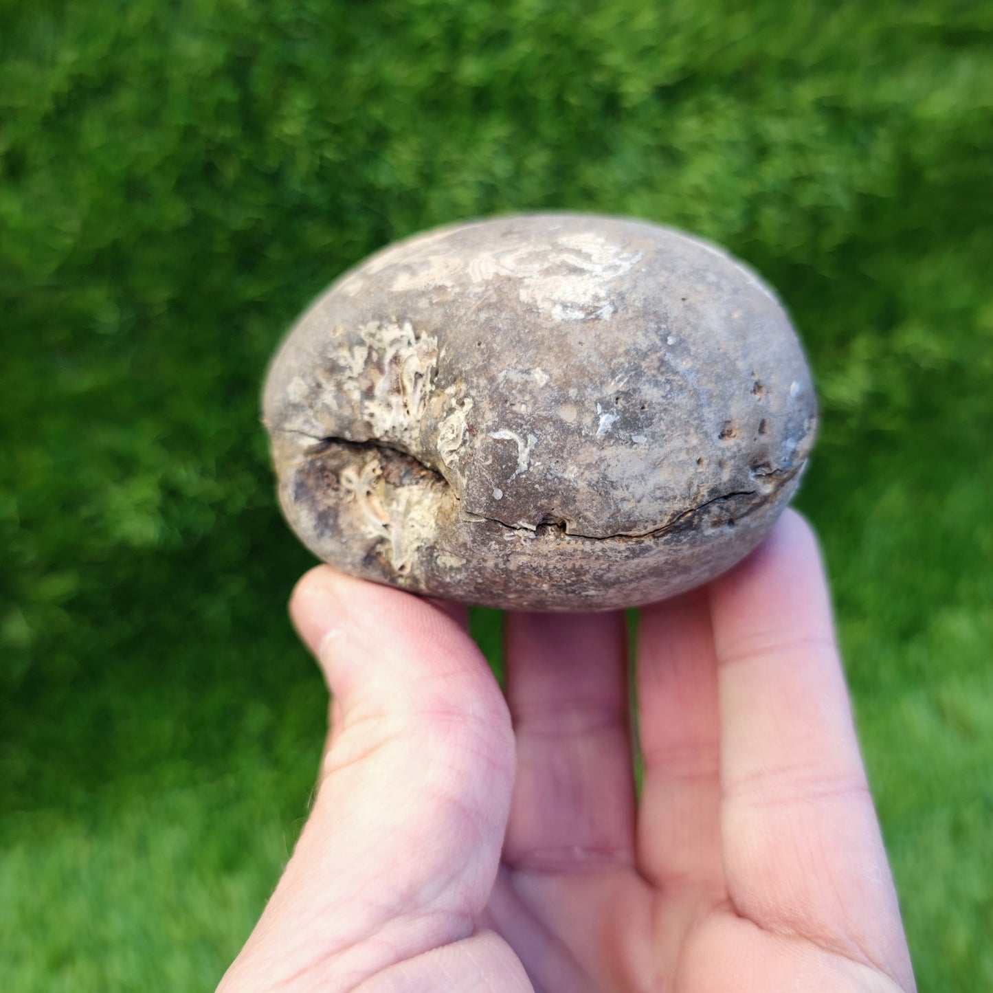 Dactylioceras tenuicostatum ammonite fossil split pair - North Yorkshire Fossils