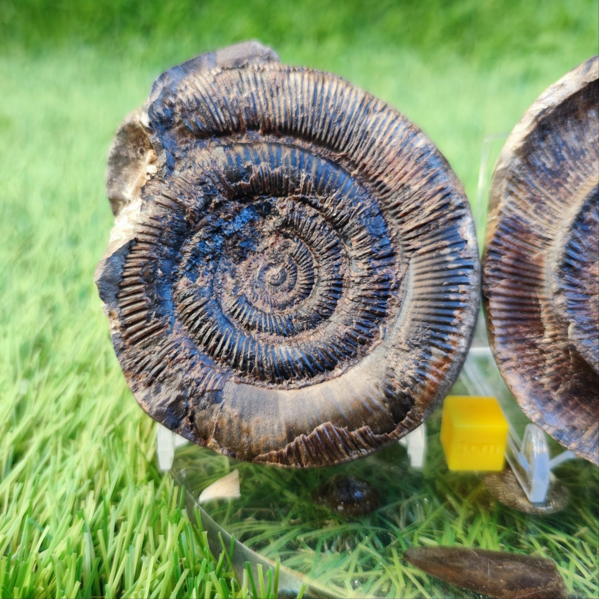 Dactylioceras tenuicostatum ammonite fossil split pair - North Yorkshire Fossils