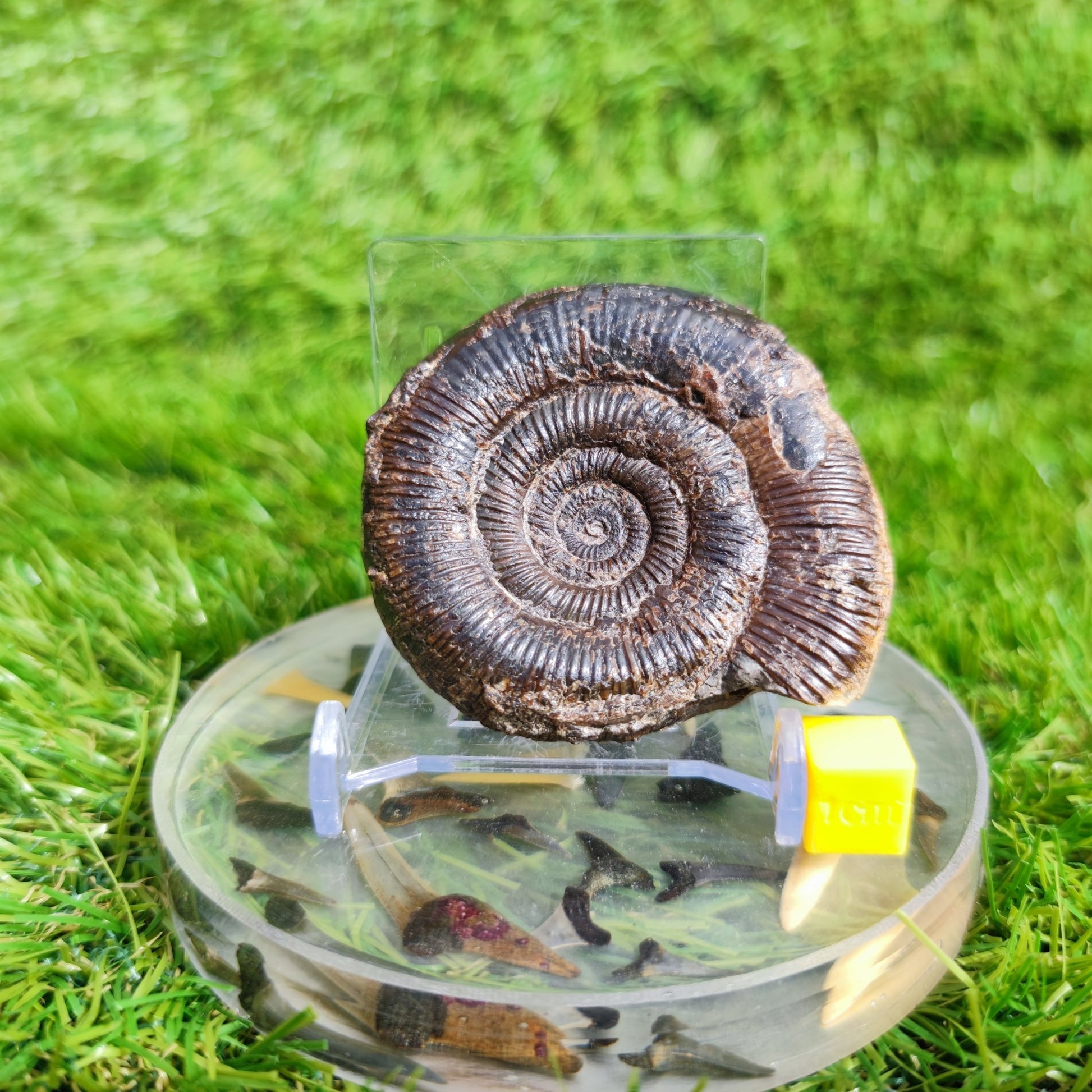 Dactylioceras tenuicostatum ammonite fossil Whitby - North Yorkshire Fossils