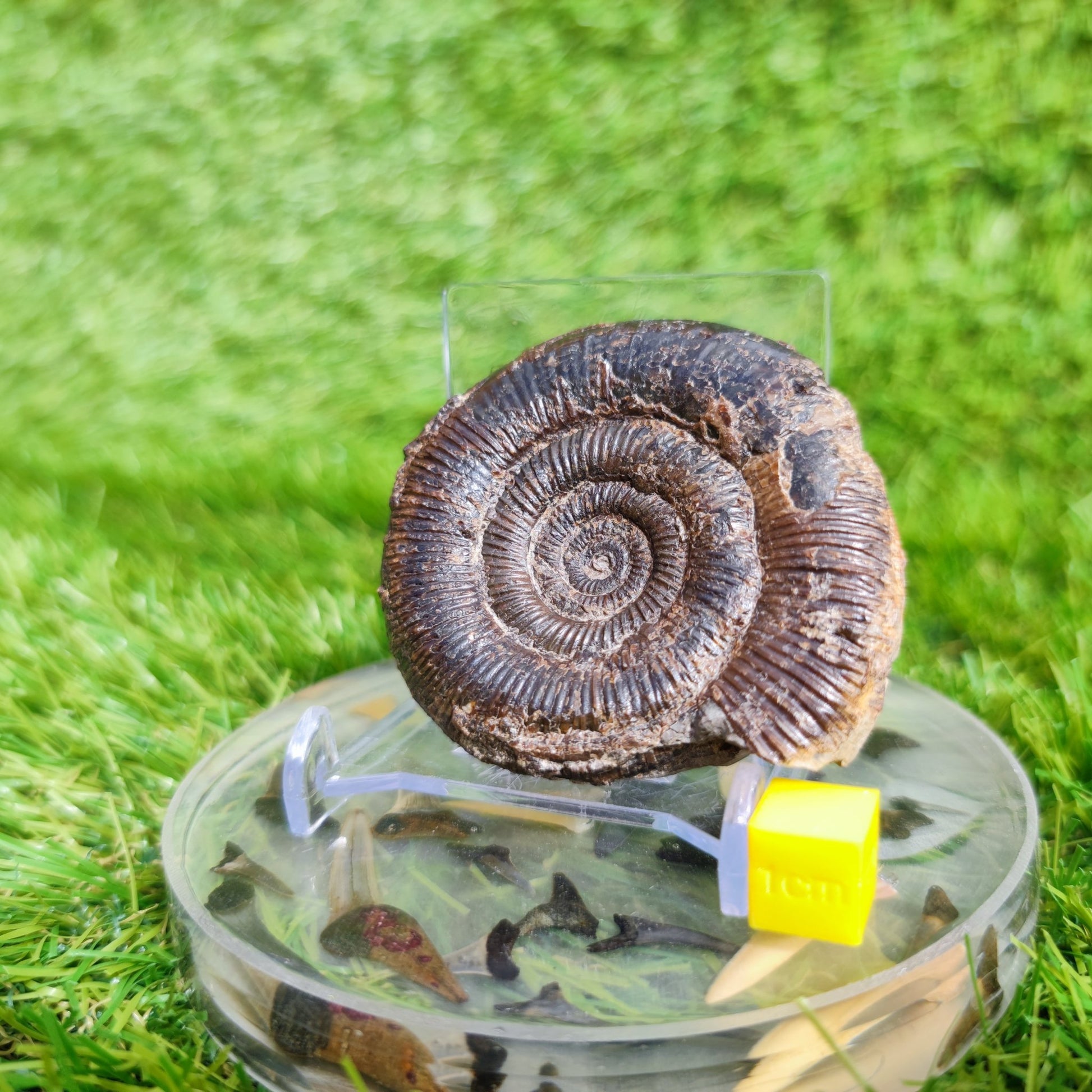Dactylioceras tenuicostatum ammonite fossil Whitby - North Yorkshire Fossils