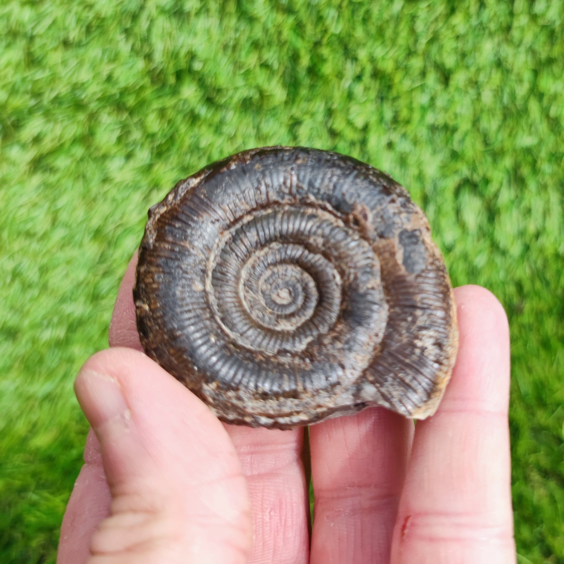 Dactylioceras tenuicostatum ammonite fossil Whitby - North Yorkshire Fossils