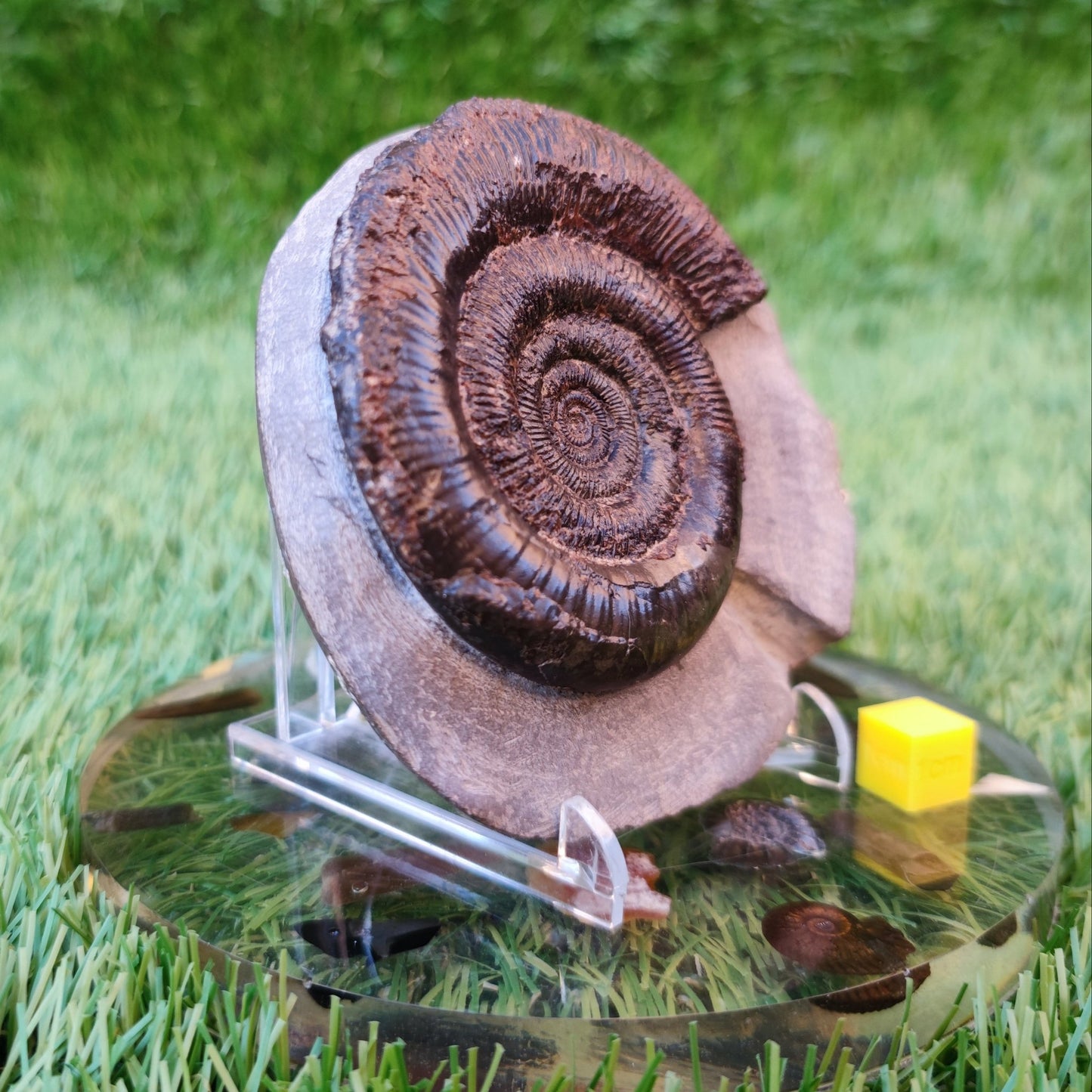 Dactylioceras Tenuicostatum ammonite North Yorkshire Fossils - North Yorkshire Fossils