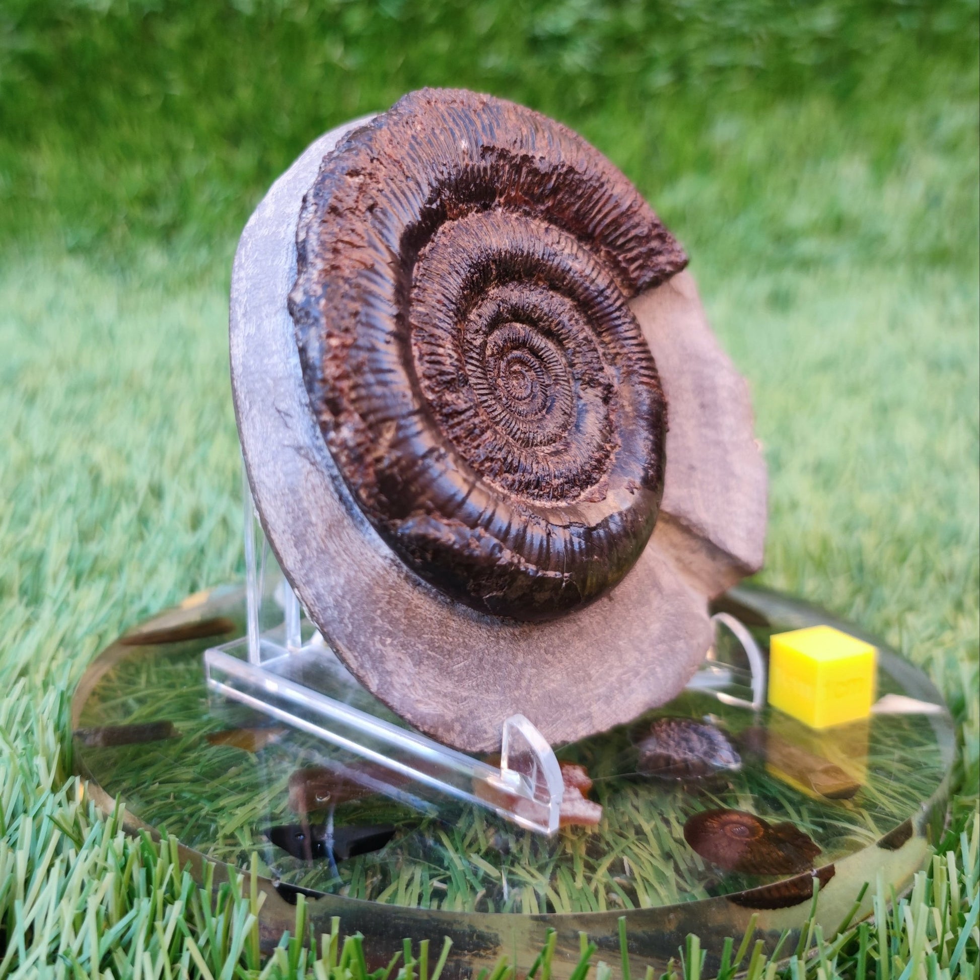 Dactylioceras Tenuicostatum ammonite North Yorkshire Fossils - North Yorkshire Fossils