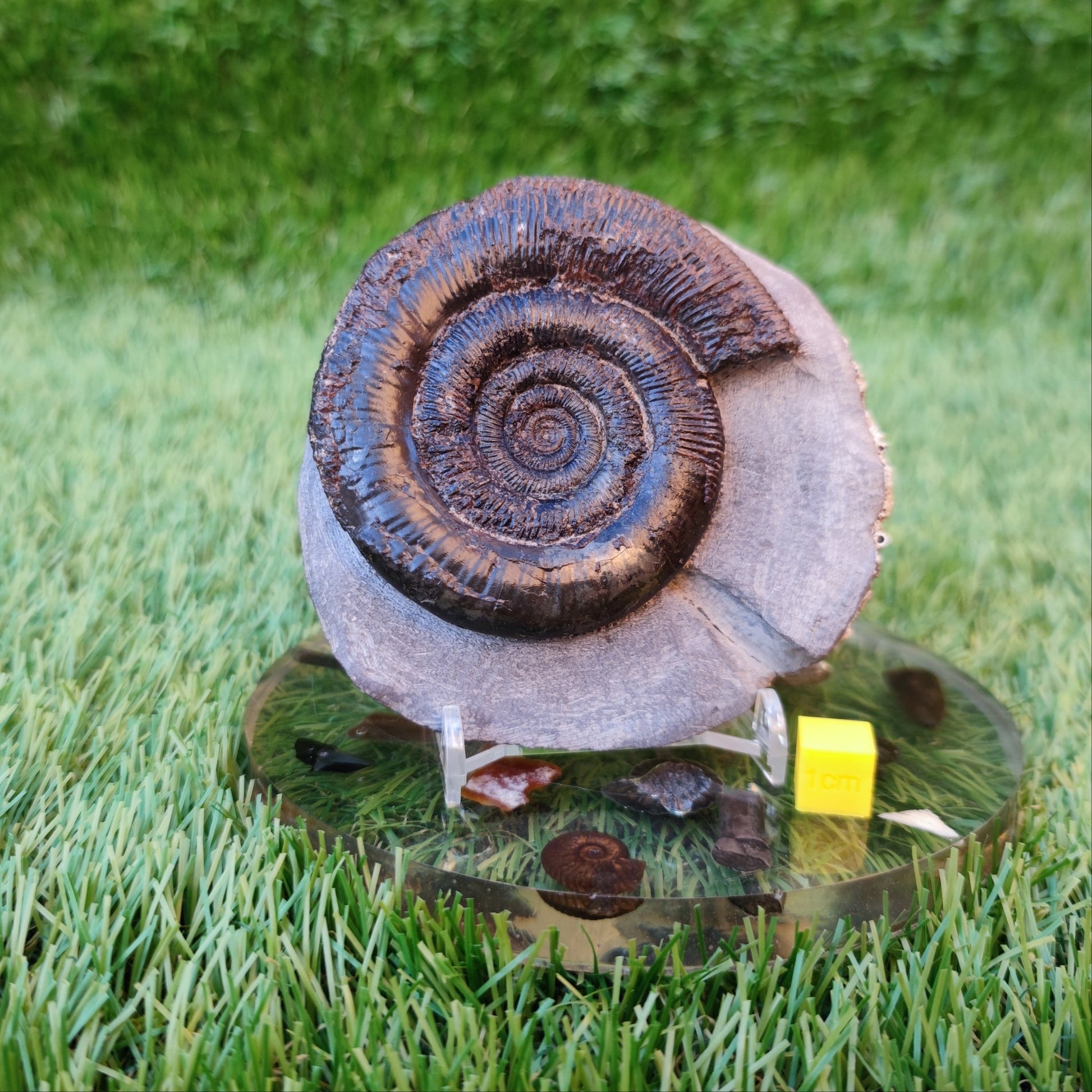 Dactylioceras Tenuicostatum ammonite North Yorkshire Fossils - North Yorkshire Fossils