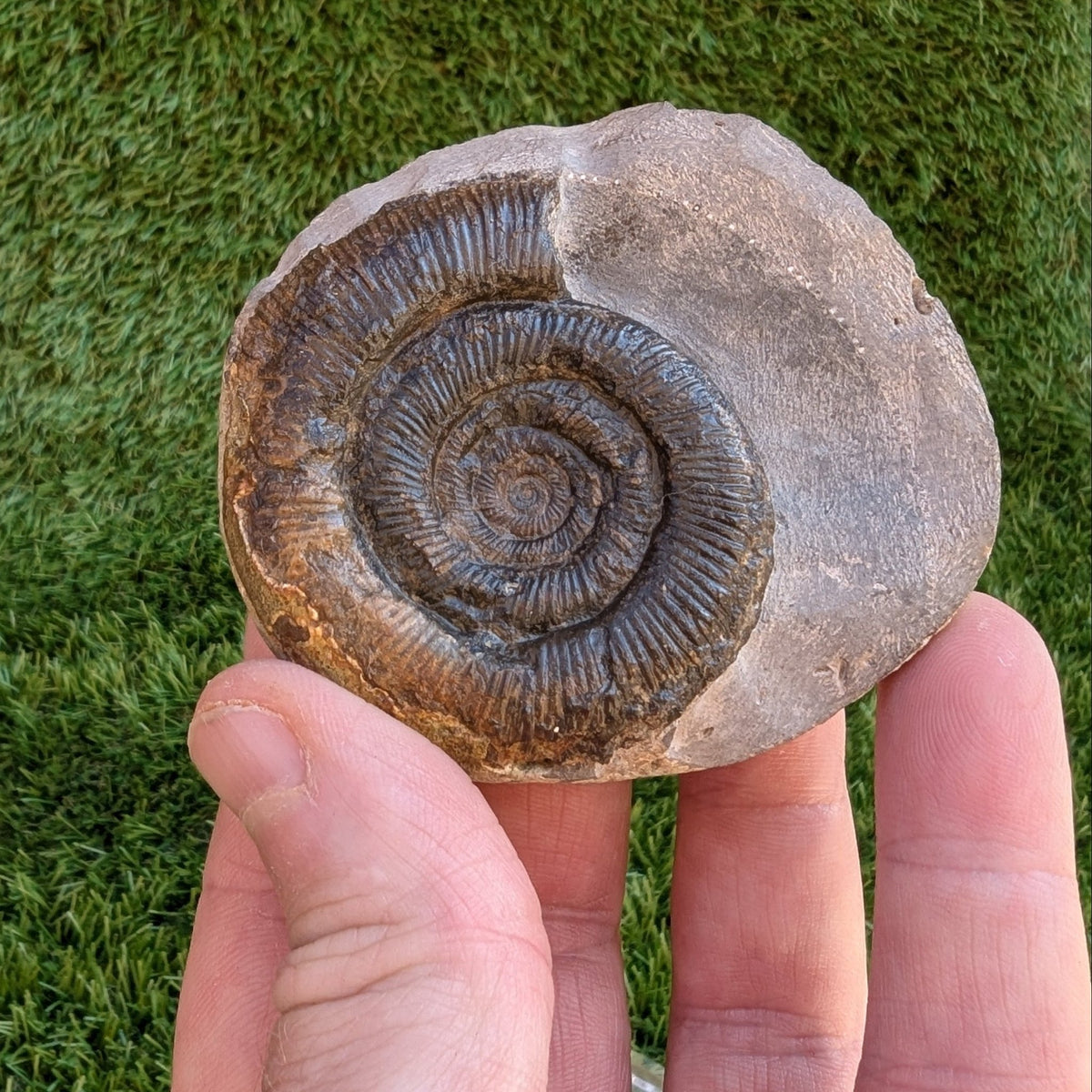 Dactylioceras tenuicostatum ammonite North Yorkshire fossils - North Yorkshire Fossils
