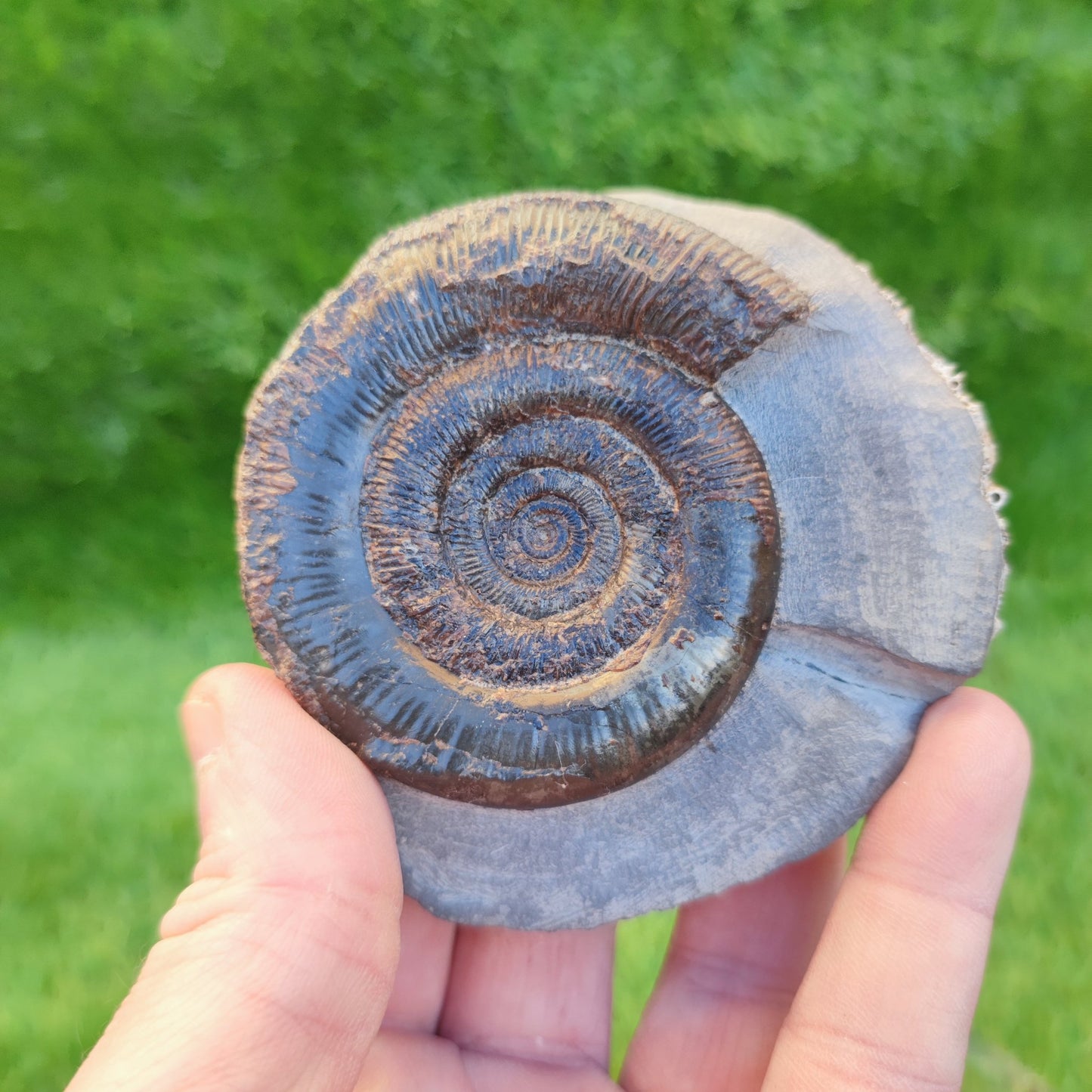Dactylioceras Tenuicostatum ammonite North Yorkshire Fossils - North Yorkshire Fossils