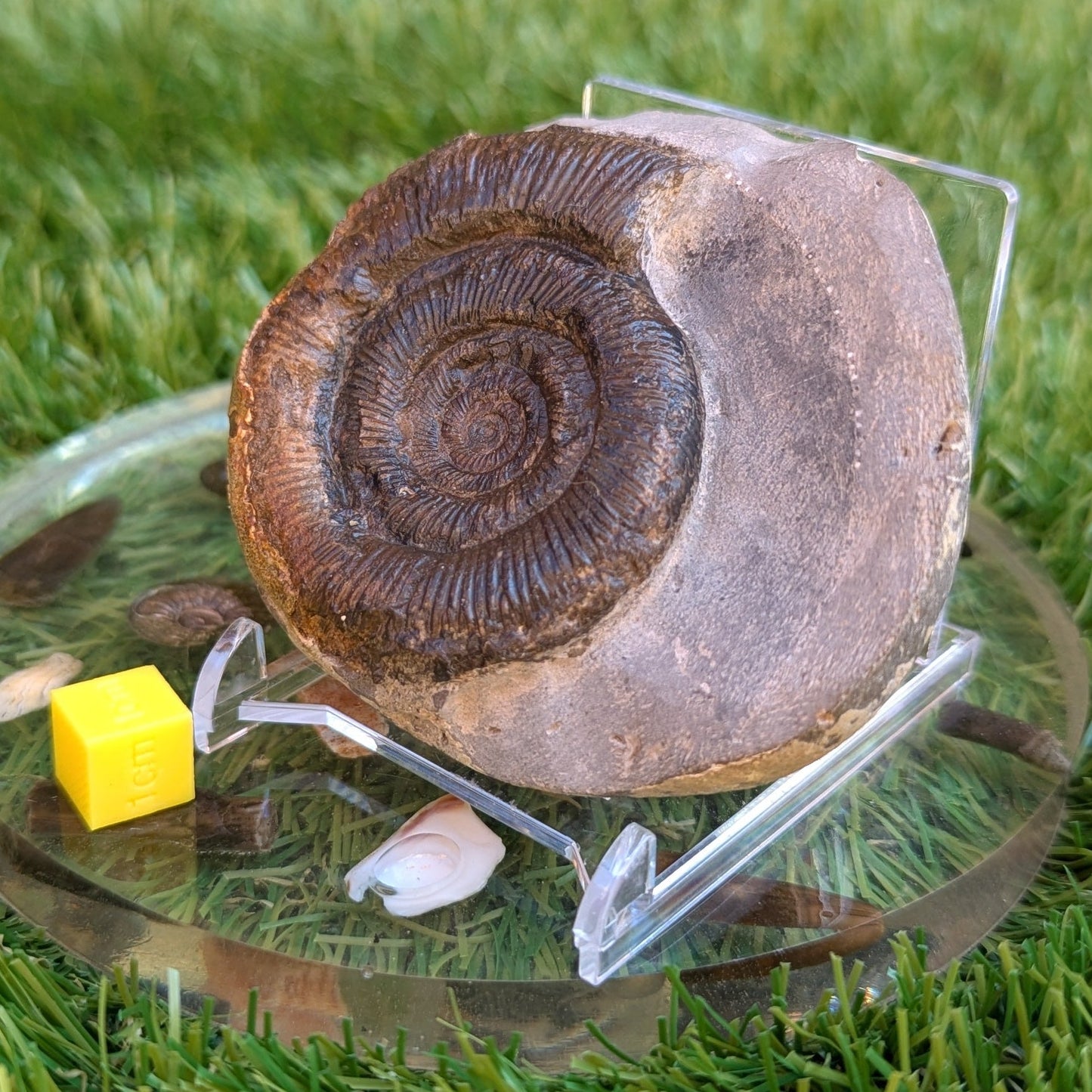 Dactylioceras tenuicostatum ammonite North Yorkshire fossils - North Yorkshire Fossils