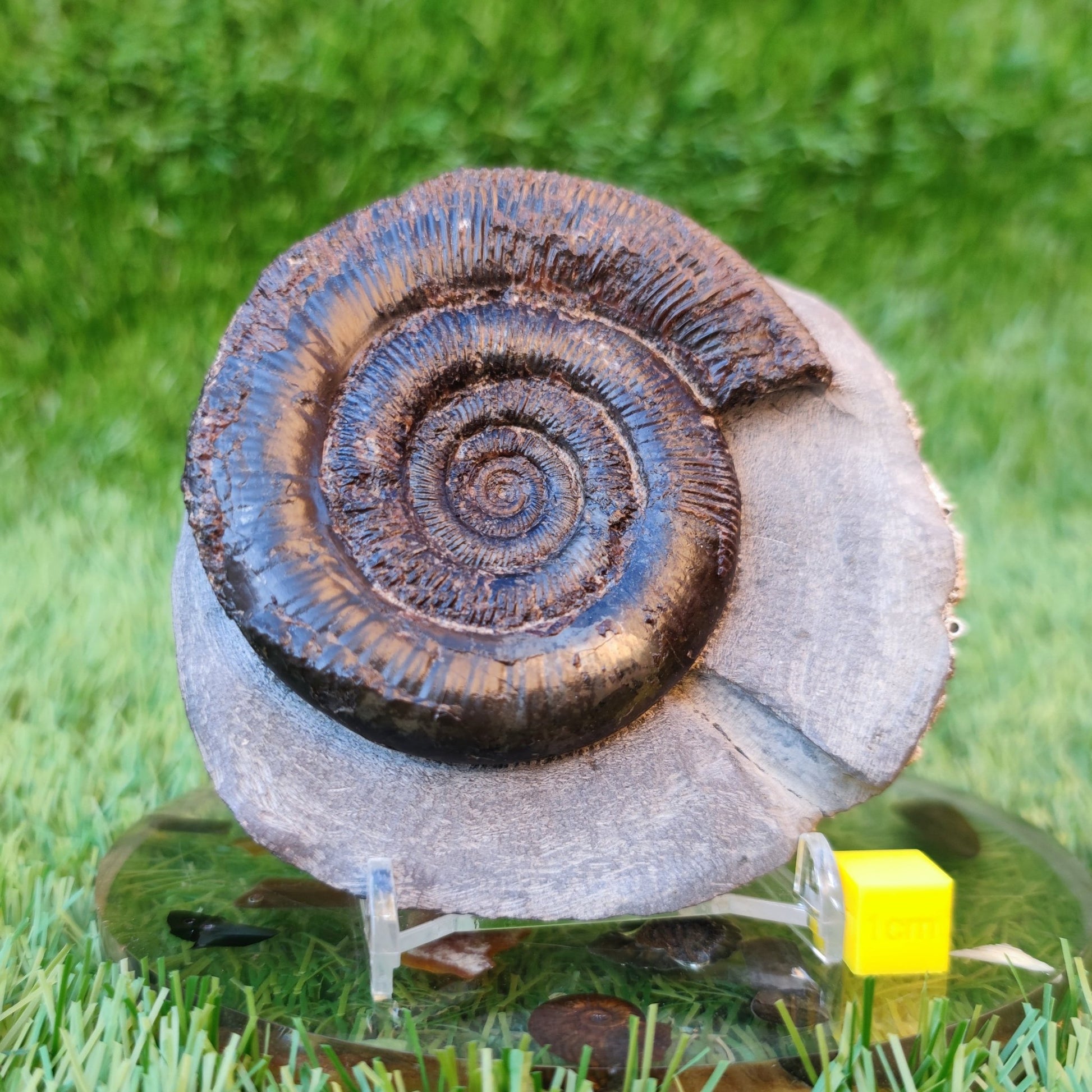 Dactylioceras Tenuicostatum ammonite North Yorkshire Fossils - North Yorkshire Fossils