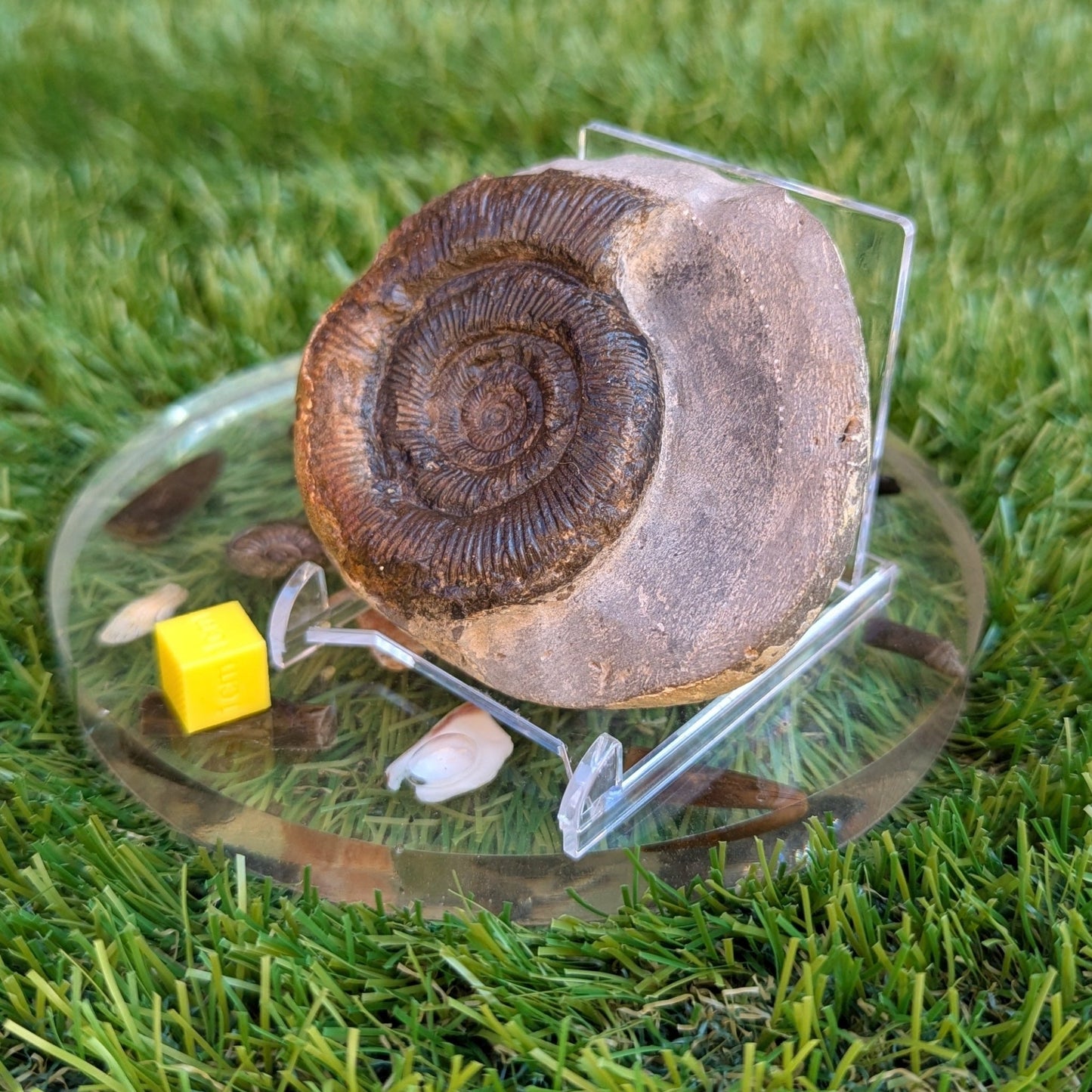 Dactylioceras tenuicostatum ammonite North Yorkshire fossils - North Yorkshire Fossils