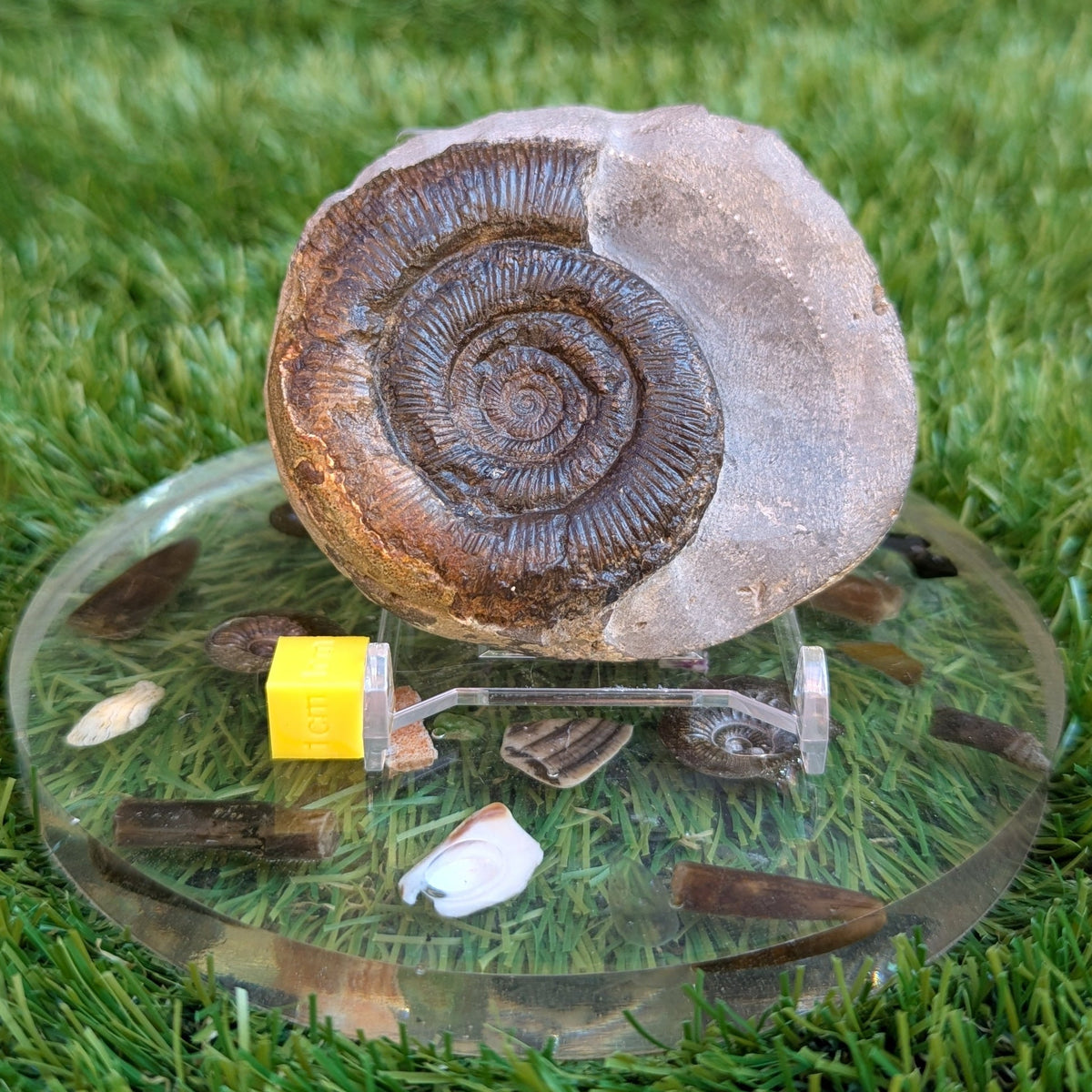 Dactylioceras tenuicostatum ammonite North Yorkshire fossils - North Yorkshire Fossils