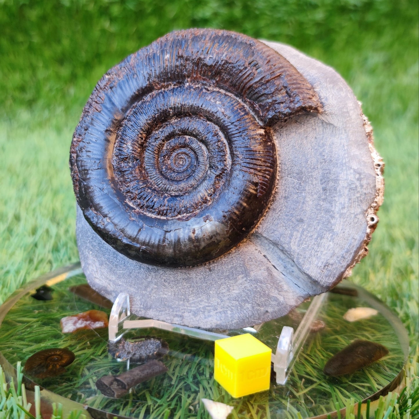 Dactylioceras Tenuicostatum ammonite North Yorkshire Fossils - North Yorkshire Fossils