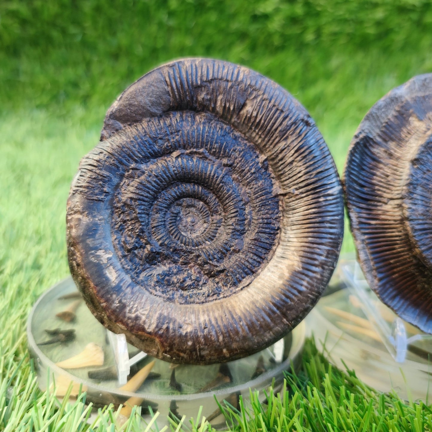 Dactylioceras tenuicostatum ammonite split pair North Yorkshire fossils - North Yorkshire Fossils