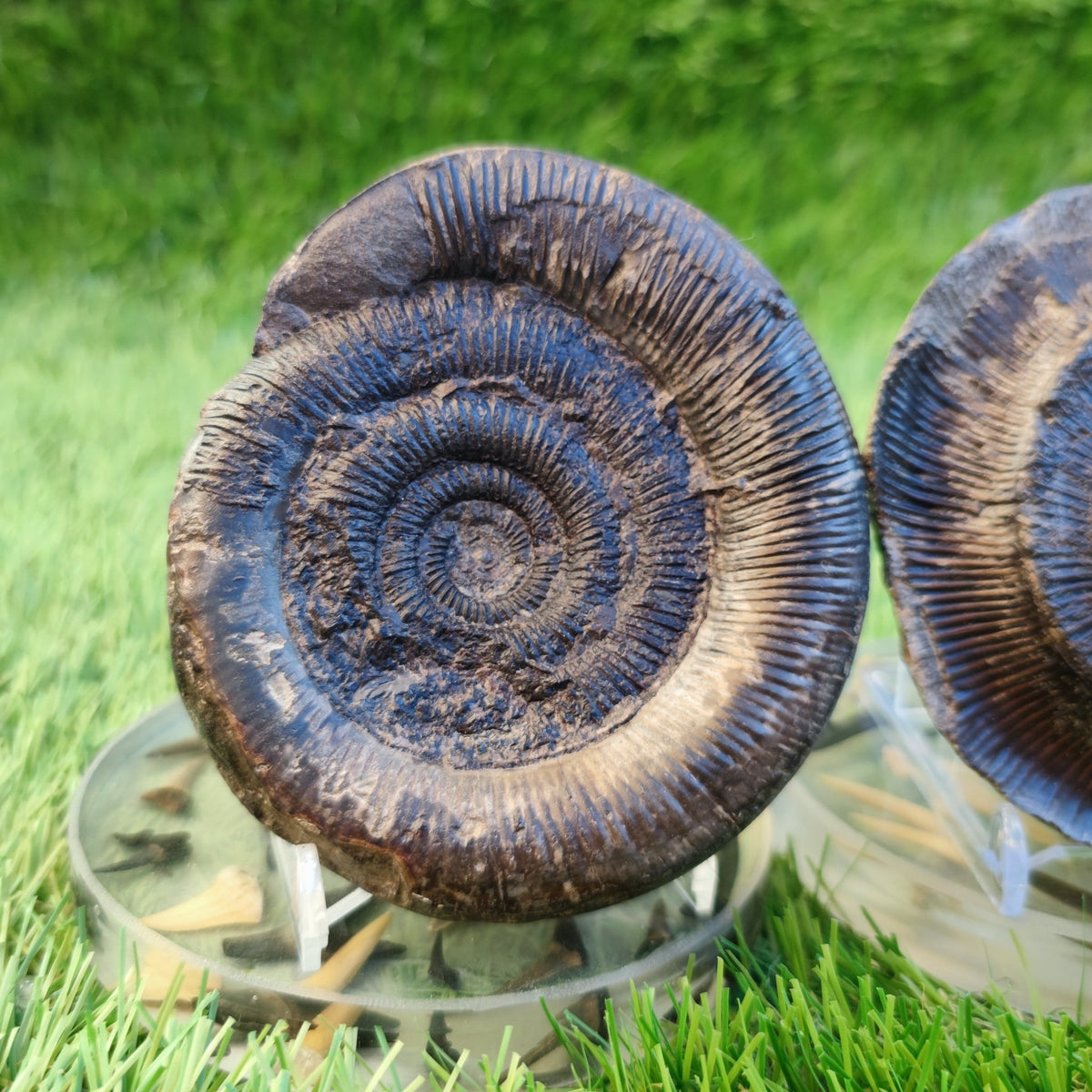 Dactylioceras tenuicostatum ammonite split pair North Yorkshire fossils - North Yorkshire Fossils