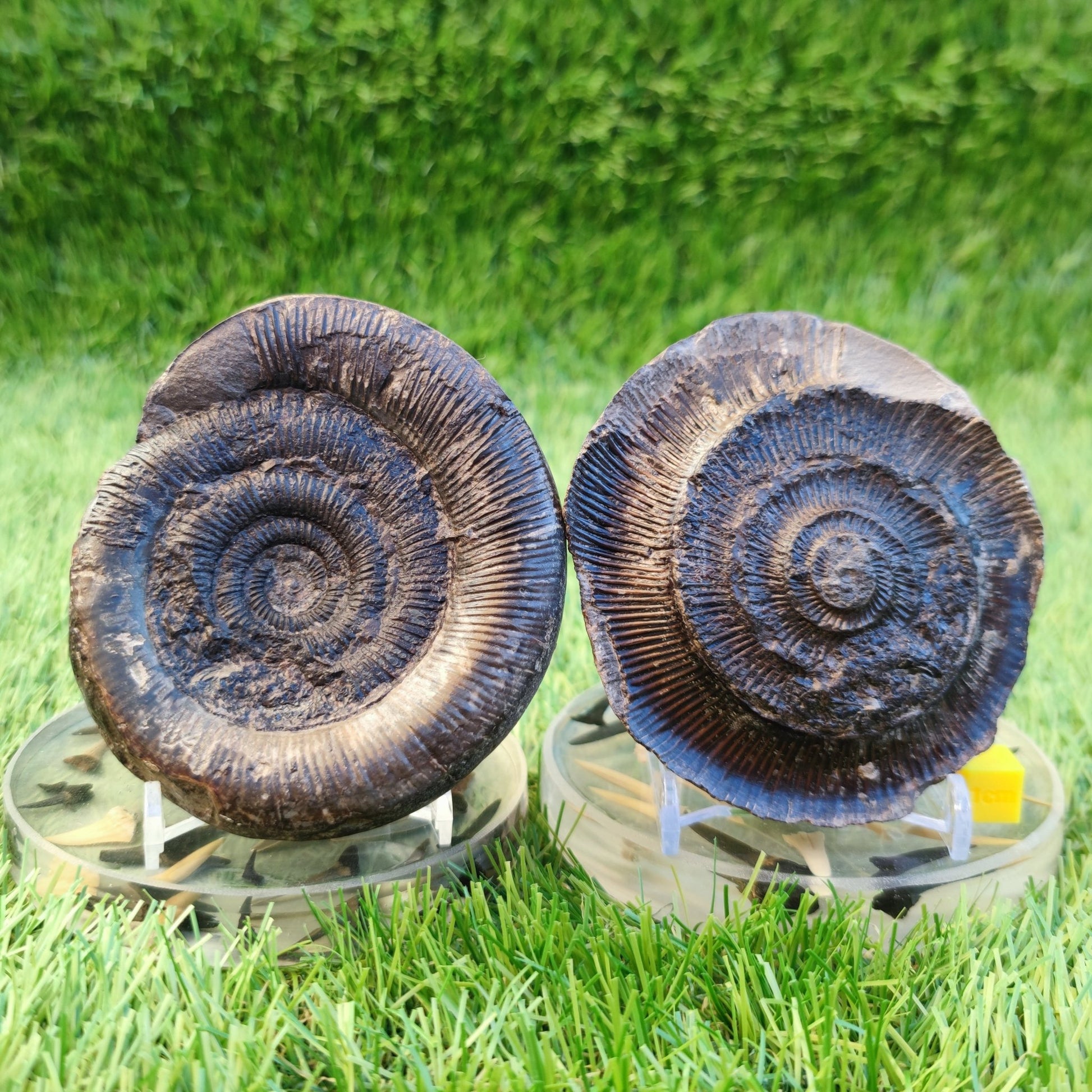 Dactylioceras tenuicostatum ammonite split pair North Yorkshire fossils - North Yorkshire Fossils