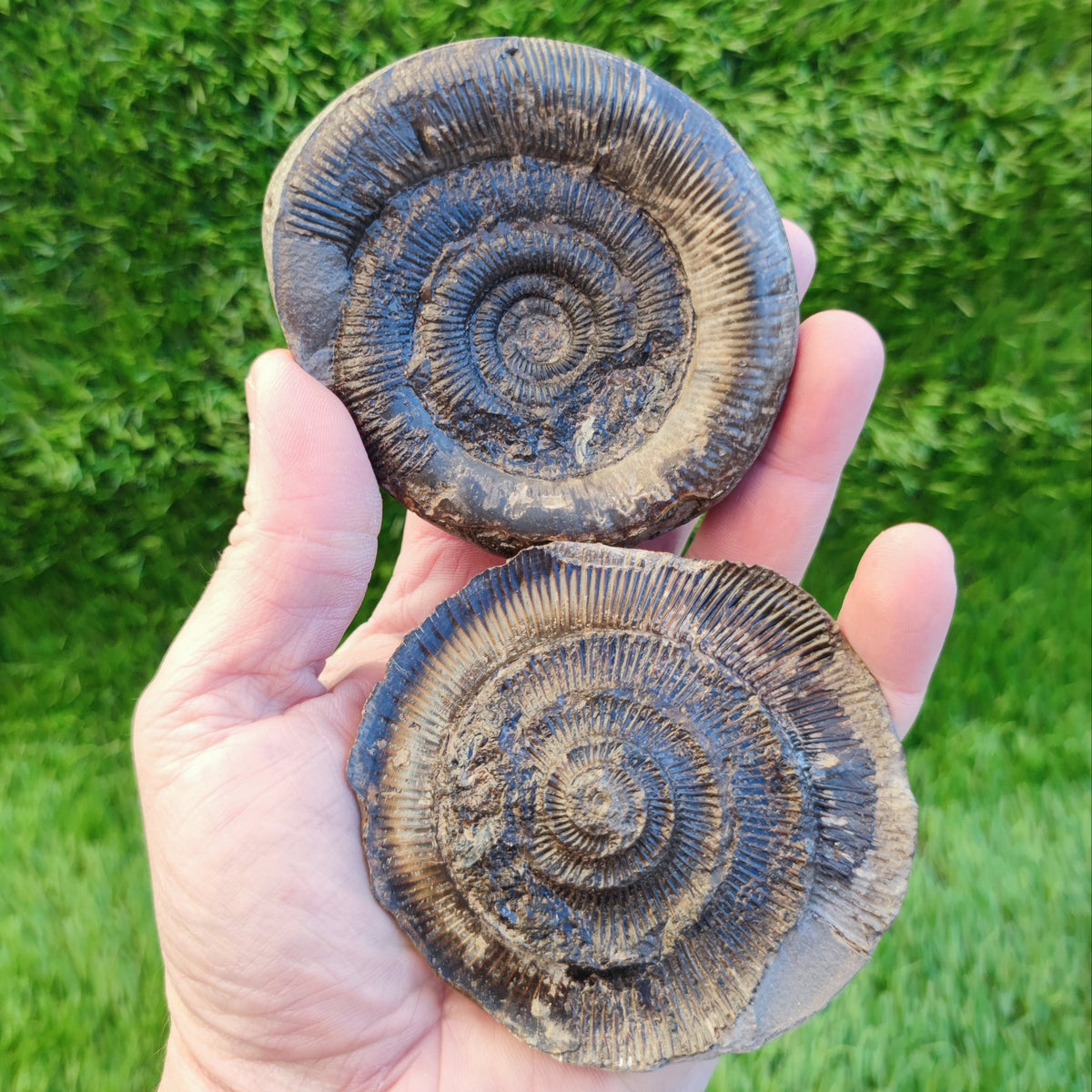 Dactylioceras tenuicostatum ammonite split pair North Yorkshire fossils - North Yorkshire Fossils