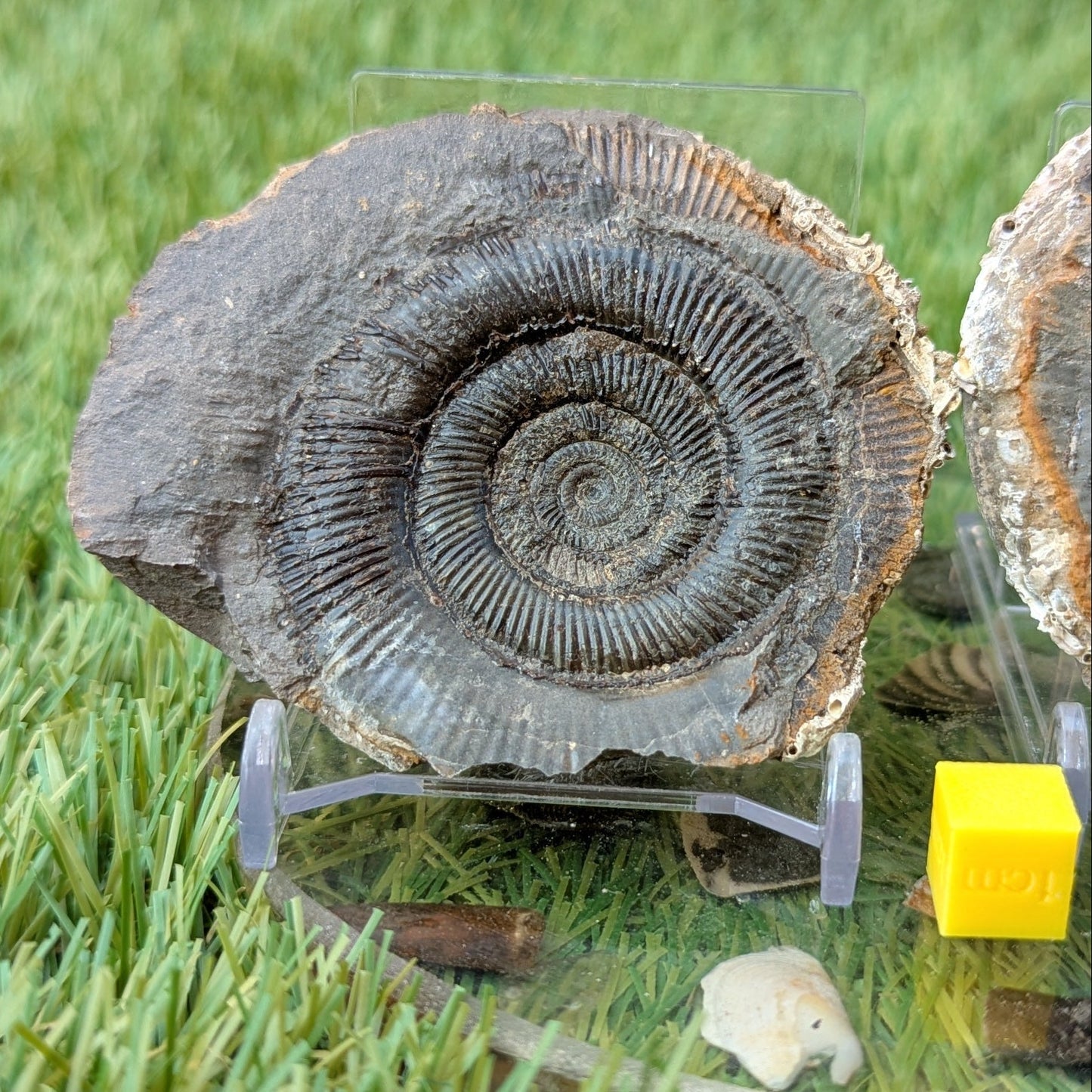 Dactylioceras tenuicostatum ammonite split pair North Yorkshire fossils - North Yorkshire Fossils